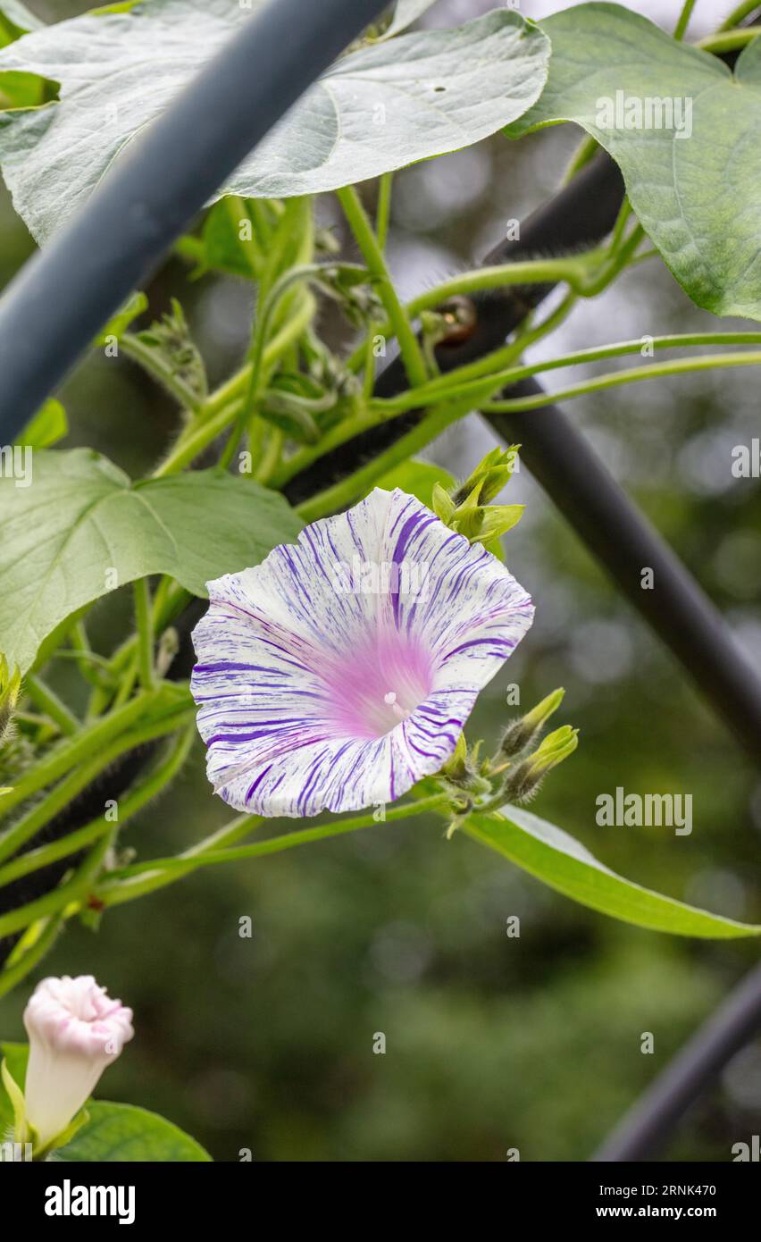 „Carnevale di Venezia“ Morning Glory, Purpurvinda (Ipomoea purpurea) Stockfoto
