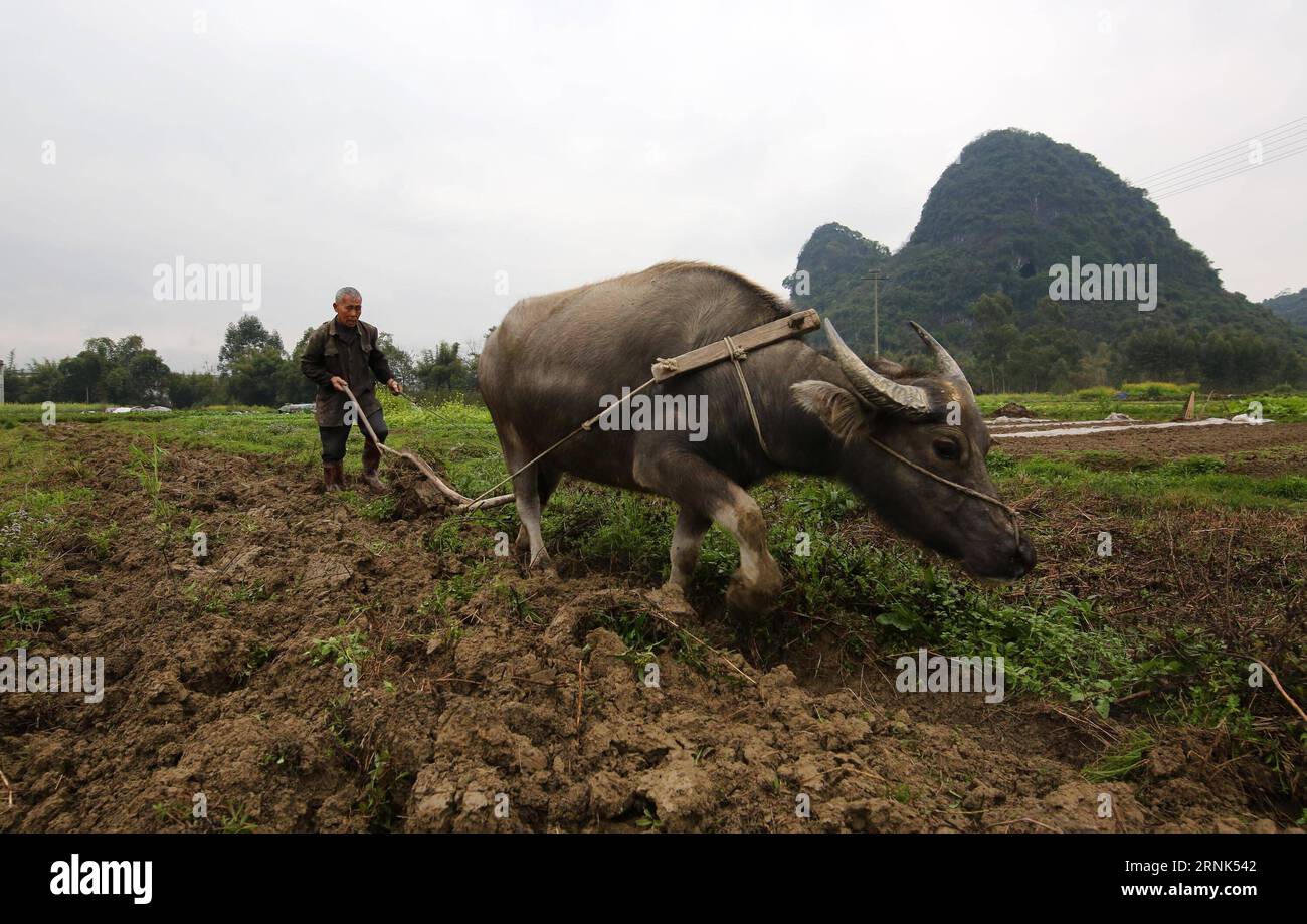 (170305) -- LIUZHOU, 5. März 2017 -- Farmer Chen Taihua pflügt Felder im Dorf Hongse des autonomen Komitats Miao von Rongshui, südchinesische autonome Region Guangxi Zhuang, 5. März 2017. Sonntag ist der Tag von Jingzhe, wortwörtlich bedeutet das Erwachen von Insekten, der dritte der 24 Sonnentage im chinesischen Mondkalender. Mit steigender Temperatur sind die Landwirte mit ihren landwirtschaftlichen Arbeiten beschäftigt. ) (wsw) CHINA-JINGZHE-FARM WORK (CN) LongxLinzhi PUBLICATIONxNOTxINxCHN Liuzhou 5. März 2017 Farmer Chen Pflugfelder IM Dorf Miao Autonomous County Rongshui Südchina S Guangx Stockfoto