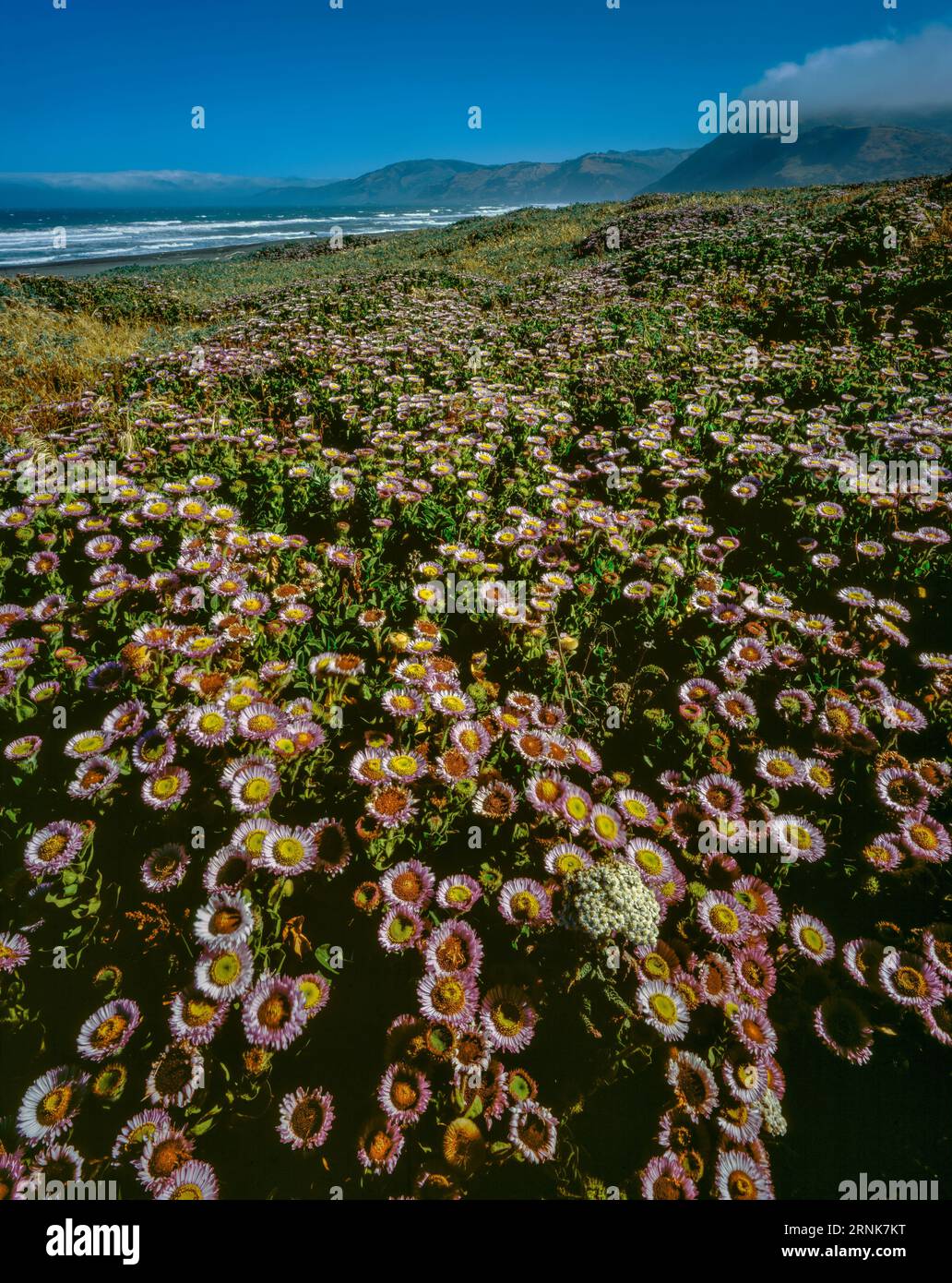 Seaside Daisies, Mattole Beach, King Range National Conservation Area, Lost Coast, Humboldt County, Kalifornien Stockfoto