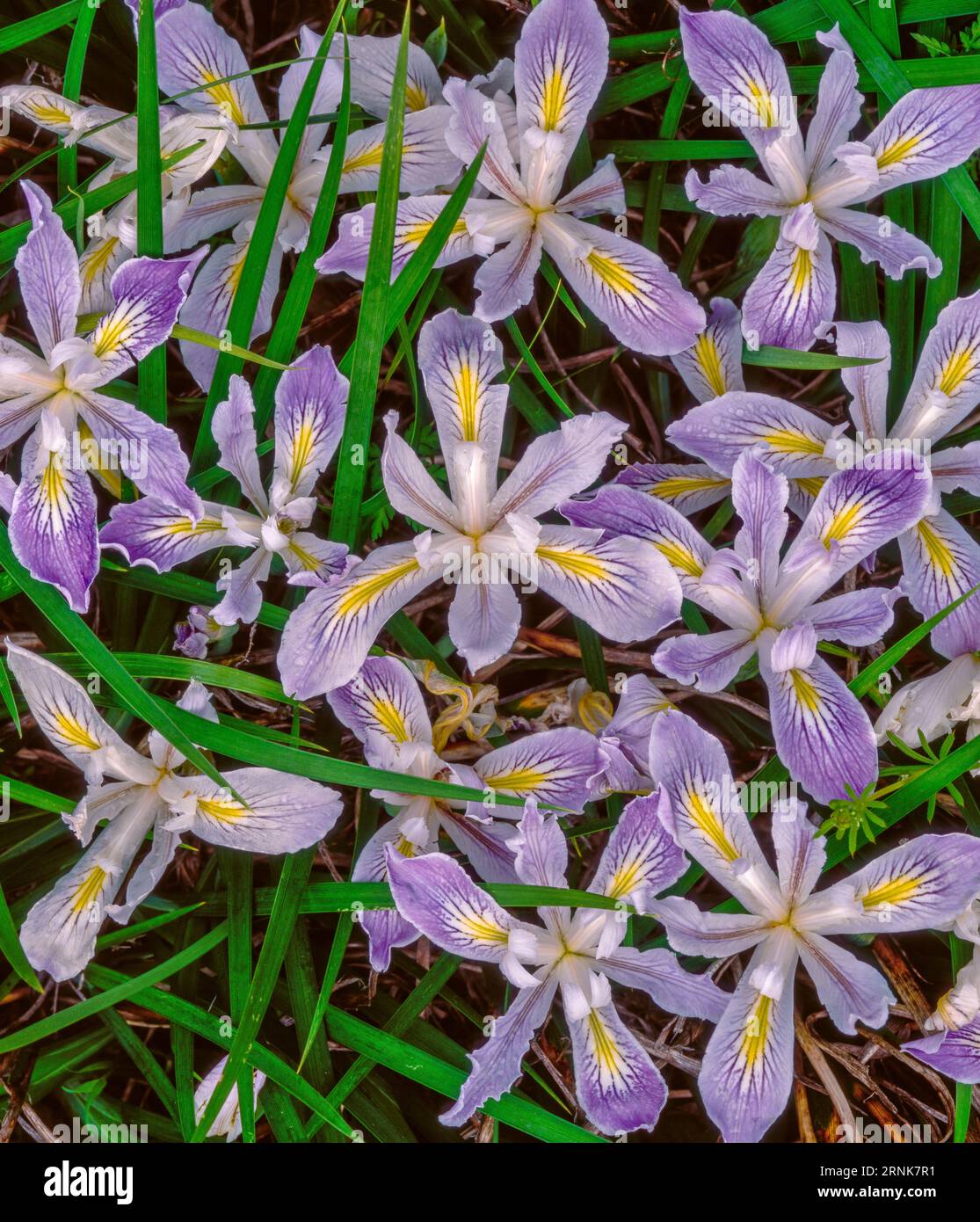 Wild Iris, Douglas Iris, Iris douglasiana, King Range National Conservation Area, Lost Coast, Humboldt County, Kalifornien Stockfoto