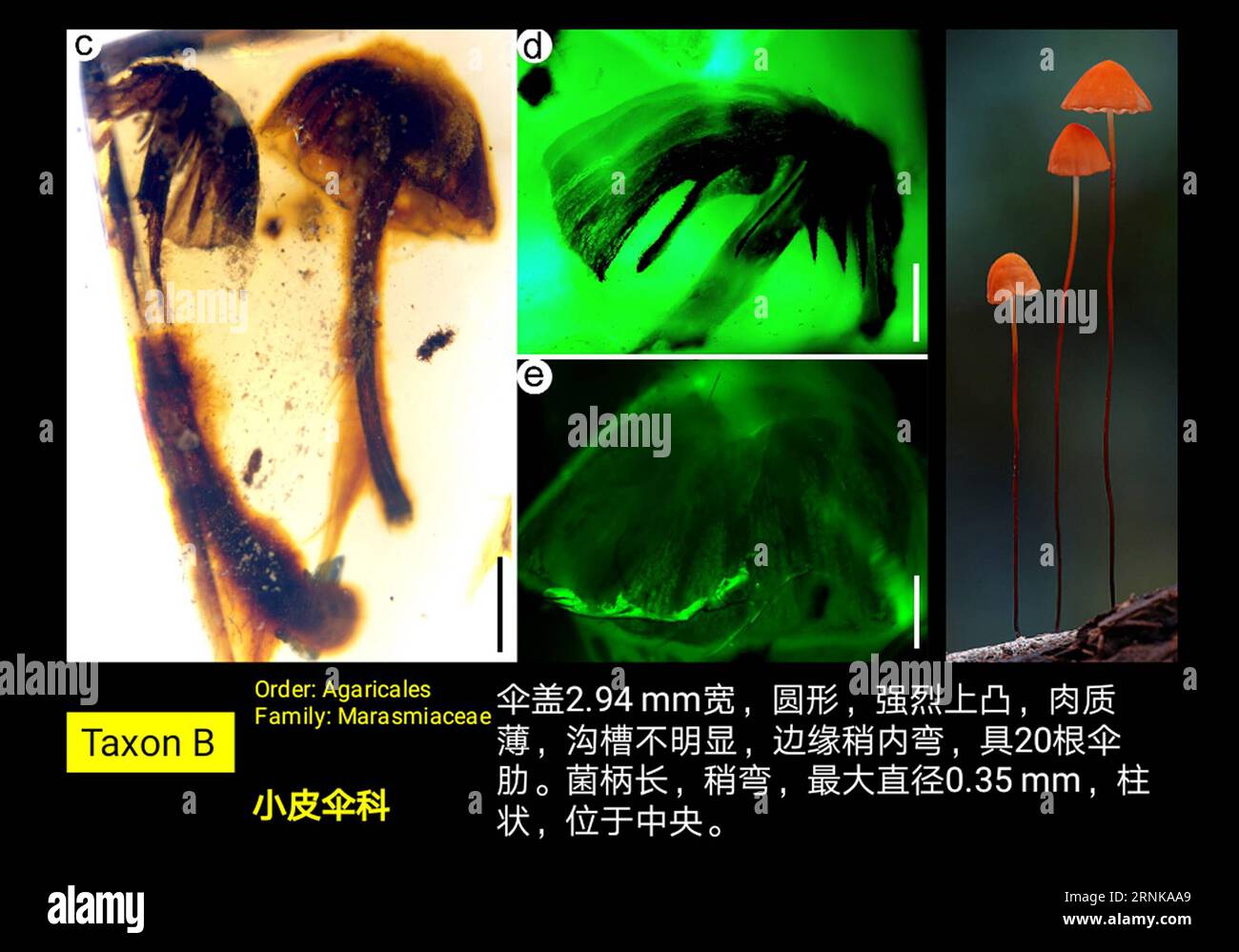 (170317) -- NANJING, 17. März 2017 () -- Foto, das am 17. März 2017 vom Nanjing Institute of Geology and Paleontology der Chinesischen Akademie der Wissenschaften zur Verfügung gestellt wurde, zeigt die Pilzfossilien und ähnliche Arten von Pilzen heute (R). Paläontologen aus China, Neuseeland und den Vereinigten Staaten haben vier intakte Pilzfossilien gefunden, wie Quellen der Chinesischen Akademie der Wissenschaften am Freitag mitteilten. Die vier, in birmanischem Bernstein gut erhalten seit mindestens 99 Millionen Jahren, sind die frühesten vollständigen Pilzfossilien, die jemals gefunden wurden. () (ZWX) CHINA-NANJING-MUSHROOM FOSSIL-DISCOVERY (CN) XINHUA PUBLICATIO Stockfoto