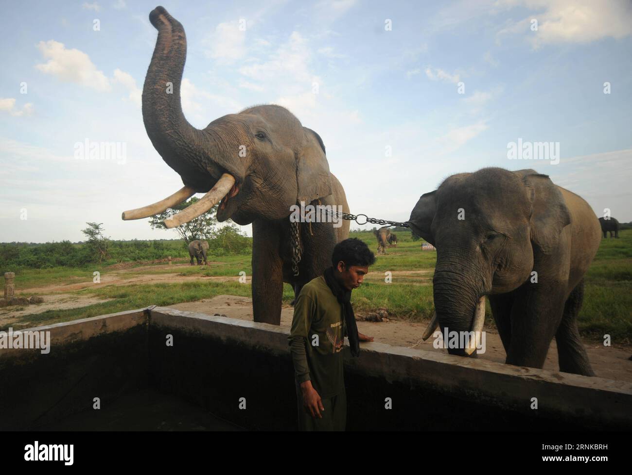 (170321) -- LAMPUNG, 21. März 2017 -- Foto aufgenommen am 20. März 2017 zeigt eine Mahout, die eine Wanne für sumatranische Elefanten im Way Kambas Nationalpark, East Lampung Bezirk, Provinz Lampung, Indonesien reinigt. ) (lrz) INDONESIA-LAMPUNG-SUMATRA ELEPHANT AgungxKuncahyaxB. PUBLICATIONxNOTxINxCHN LAMPUNG 21. März 2017 Foto aufgenommen AM 20. März 2017 zeigt eine Mahout Reinigung einer WANNE für Sumatra Elefanten im Weg kambas Nationalpark East LAMPUNG Bezirk LAMPUNG Provinz Indonesien lrz Indonesien LAMPUNG Sumatra Elefant AgungxKuncahyaxB PUBLICATIONxNOTxINxCHN Stockfoto