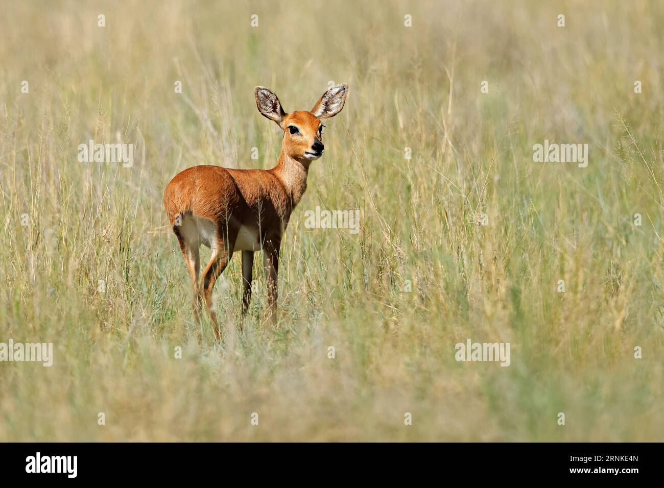 Weibliche Steenbok-Antilope (Raphicerus campestris) im natürlichen Lebensraum, Mokala-Nationalpark, Südafrika Stockfoto