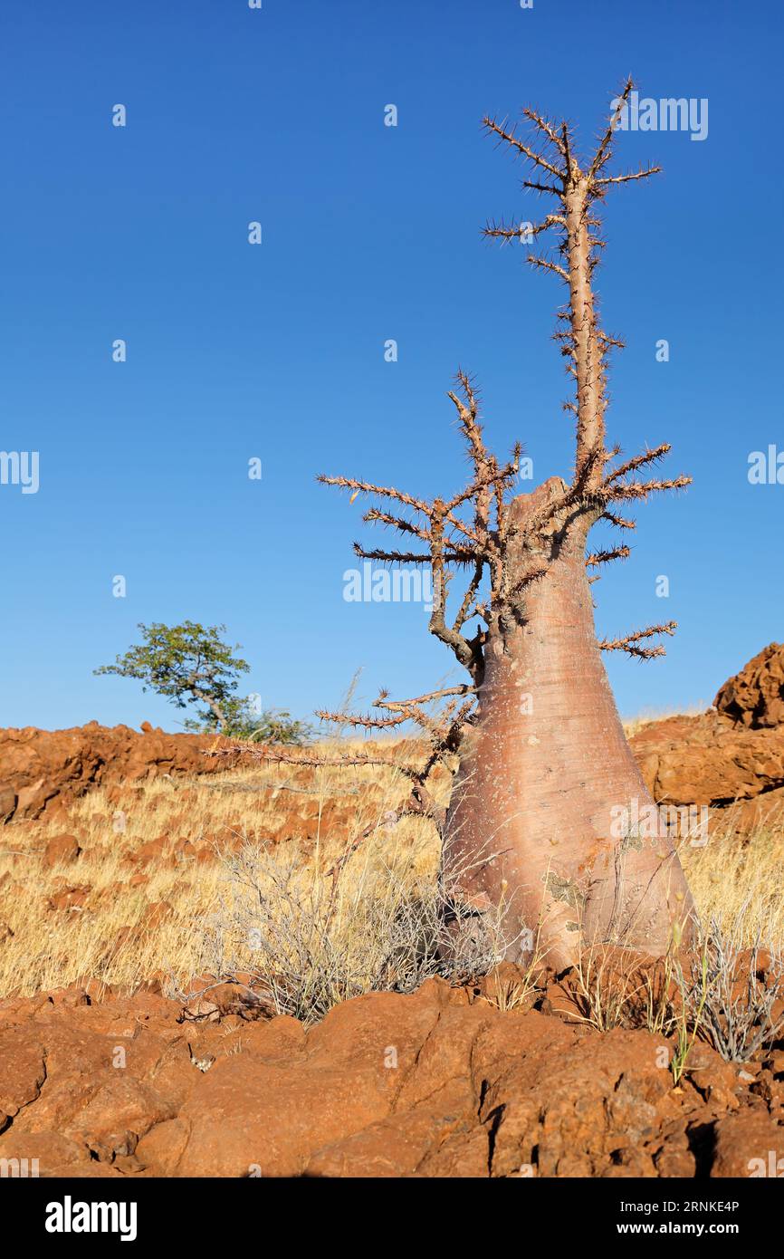Ein Flaschenbaum (Pachypodium lealii) in trockener Umgebung, Damaraland, Namibia Stockfoto