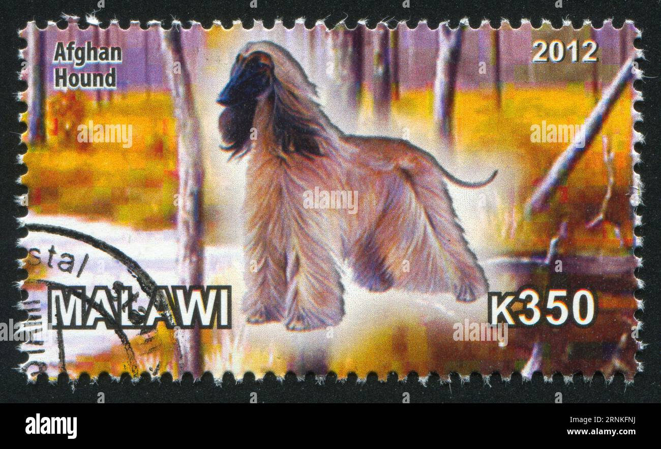 MALAWI - CA. 2012: Stempel von Malawi, zeigt Afghan Hound, ca. 2012 Stockfoto