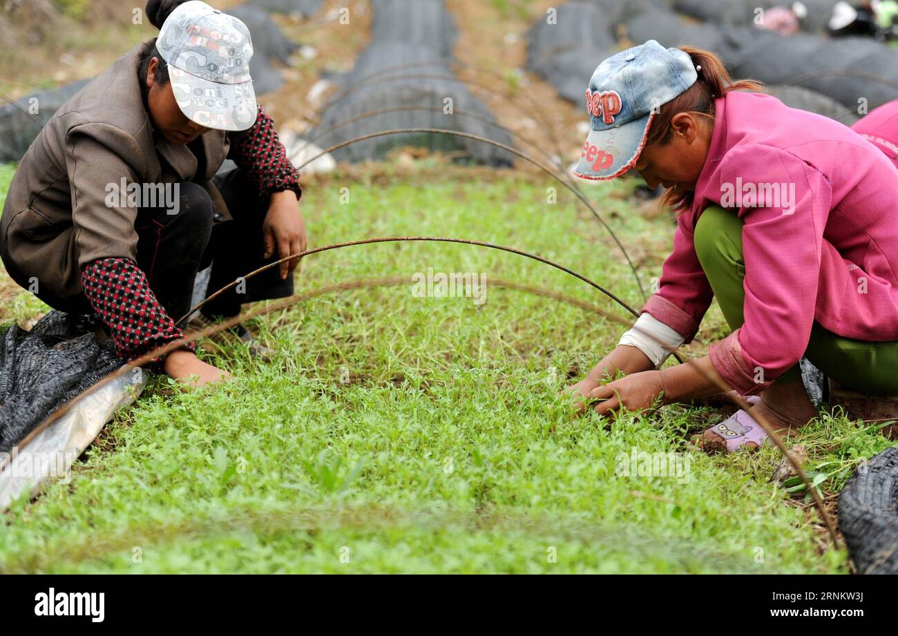 (170420) -- LIUPANSHUI, 20. April 2017 -- Bauern arbeiten auf einer Gemüsebasis in der Baohua Township in Liupanshui City, Südwestchinas Provinz Guizhou, 20. April 2017. Die Bauern waren in diesen Tagen mit dem Pflanzen beschäftigt, da am 20. April Guyu (Getreideregner) ist, einer der 24 Sonnentage, die von den alten Chinesen geschaffen wurden, um landwirtschaftliche Tätigkeiten entsprechend der Position der Sonne am Tierkreis durchzuführen. (Yxb) CHINA-GUIZHOU-GUYU-AGRICULTURE (CN) TaoxLiang PUBLICATIONxNOTxINxCHN Liupanshui 20. April 2017 Landwirte arbeiten IN einer Gemüsebasis in Baohua Township in Liupanshui City im Südwesten Chinas Provinz S Guizhou Apr Stockfoto