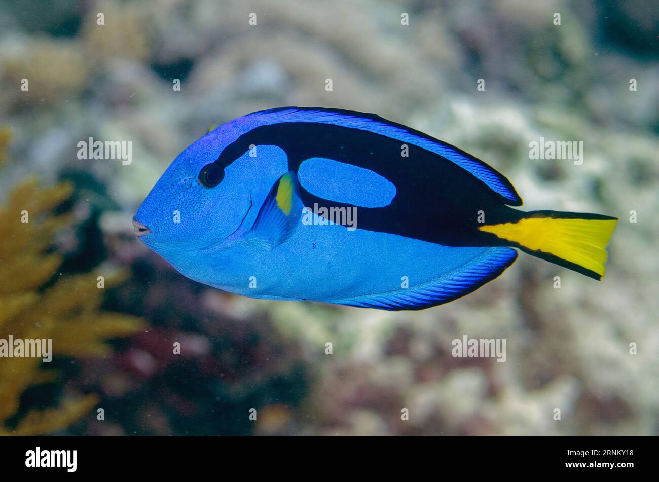 Pulverblaue Surgeonfish, Acanthurus leucosternon, zu viele Fische Tauchplatz, Pulau Koon, Maluku, Indonesien Stockfoto