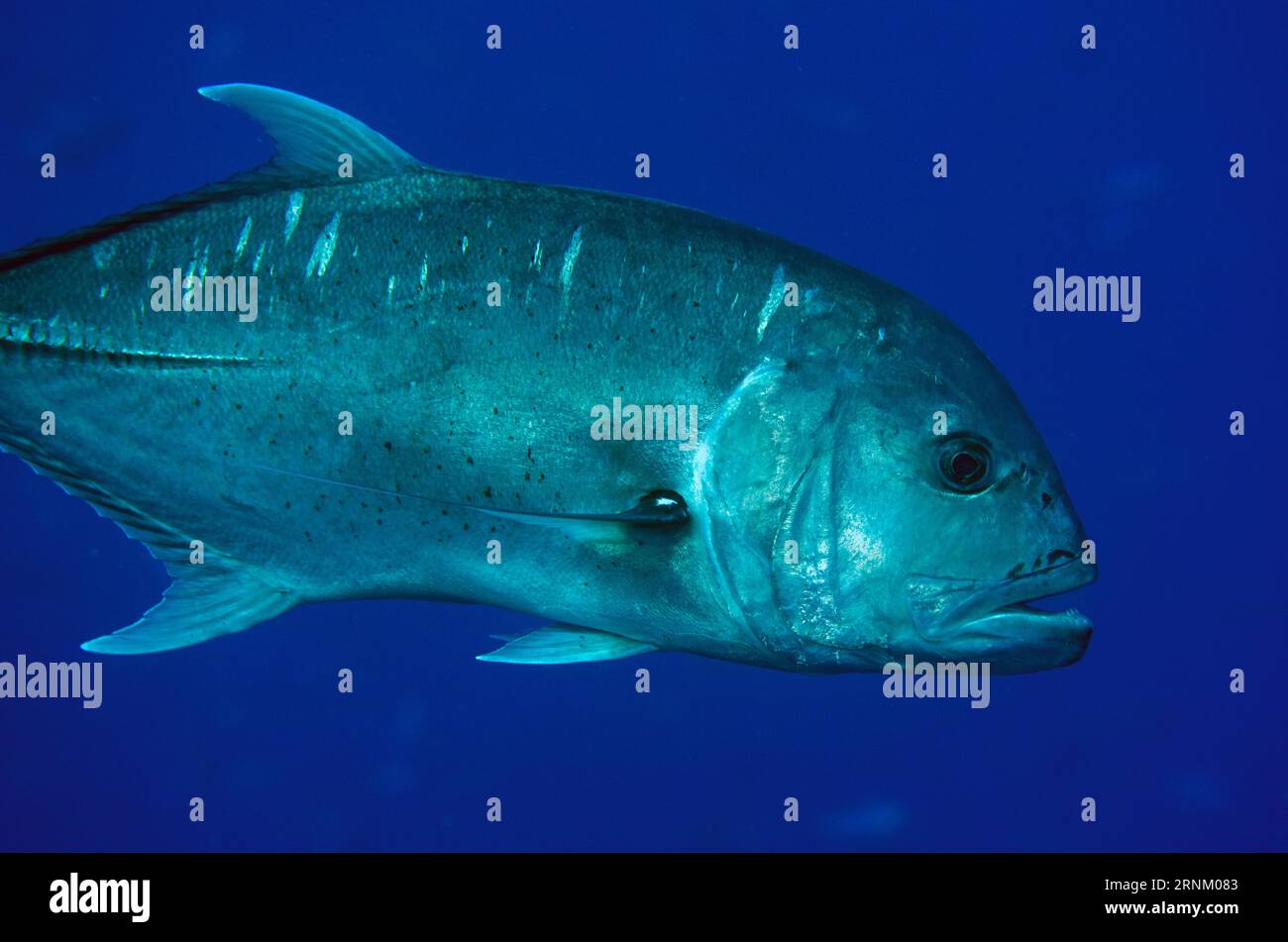 Riesen trevally, Caranx ignobilis, Boo Window Tauchplatz, Boo Island, Misool, Raja Ampat, West Papua, Indonesien Stockfoto