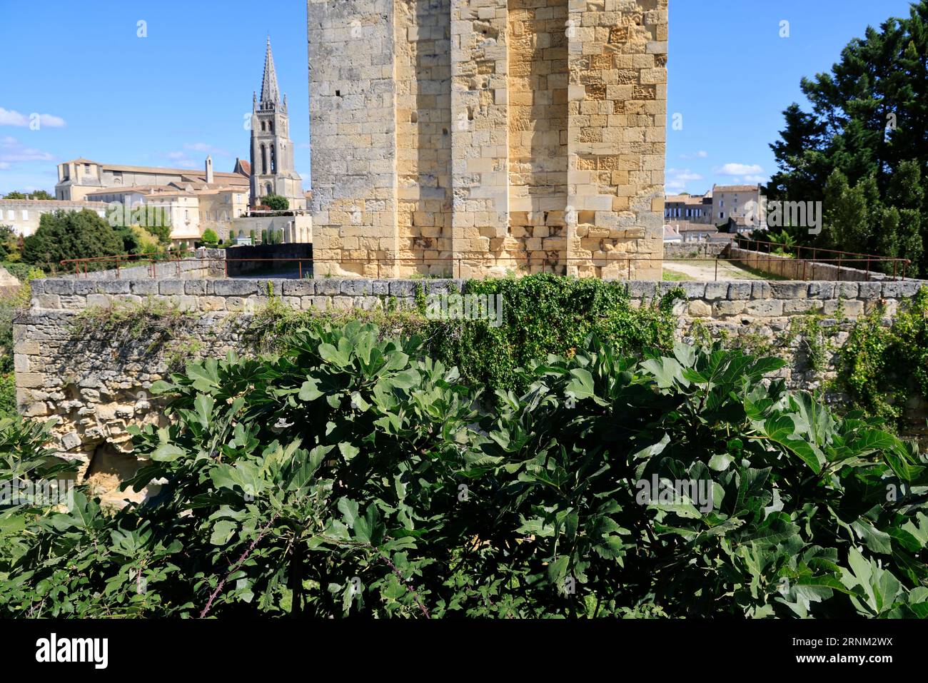 Saint-Emilion. Figuiers et figues dans le Village de Saint-Emilion classé parmi les plus beaux Villages de France. Saint-Emilion, Gironde, Frankreich, Eur Stockfoto