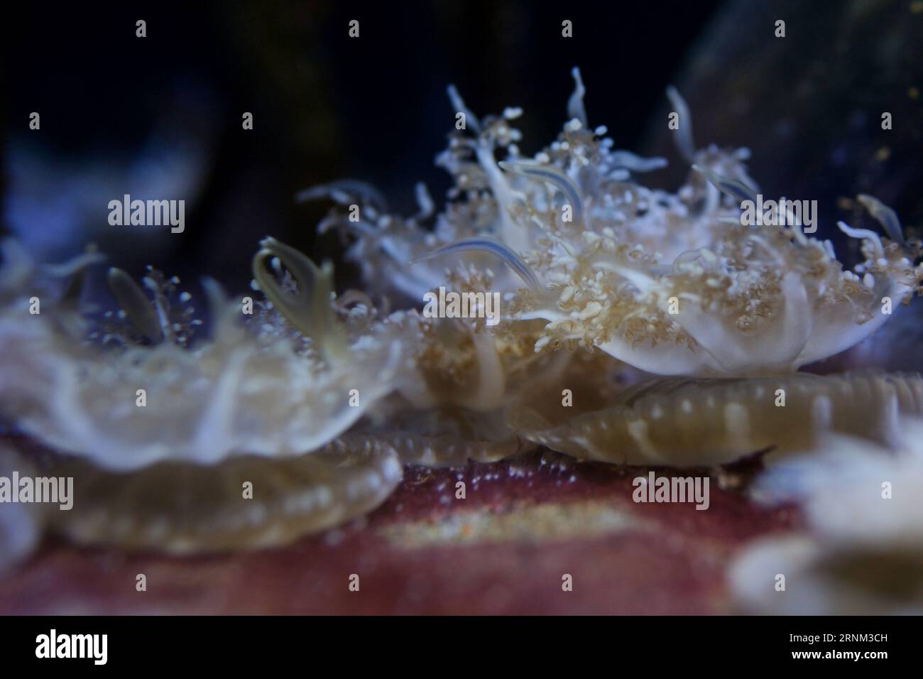 Kopfüber Jellyfish Cassiopea andromeda schwimmen über sandigem Boden unter Wasser Schuss,. Hochwertige 4K-Aufnahmen Stockfoto