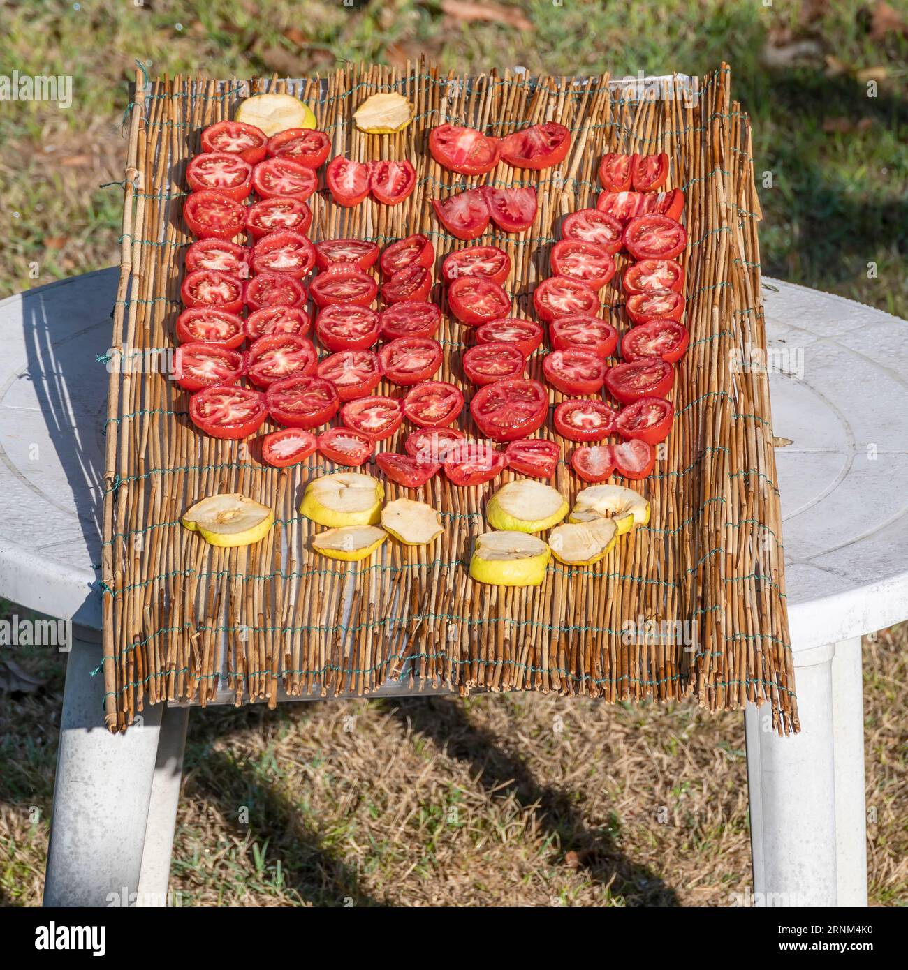 Halb rote Tomaten werden auf einem Tisch in der Sonne zum Trocknen aufgestellt, mit Apfelscheiben daneben Stockfoto
