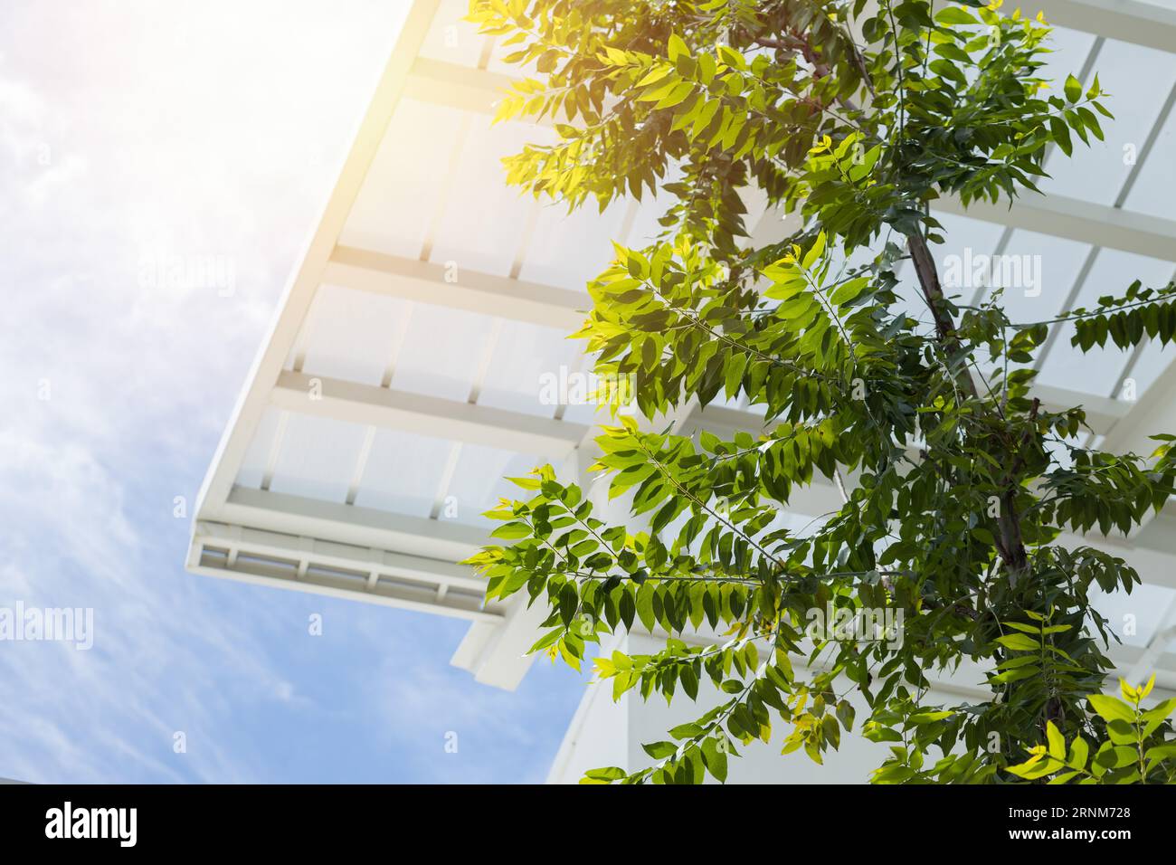 Green eco Gebäudekonzept. indoor Green Tree mit Sonnendach für saubere, frische Luft und geringen Energieverbrauch. Stockfoto