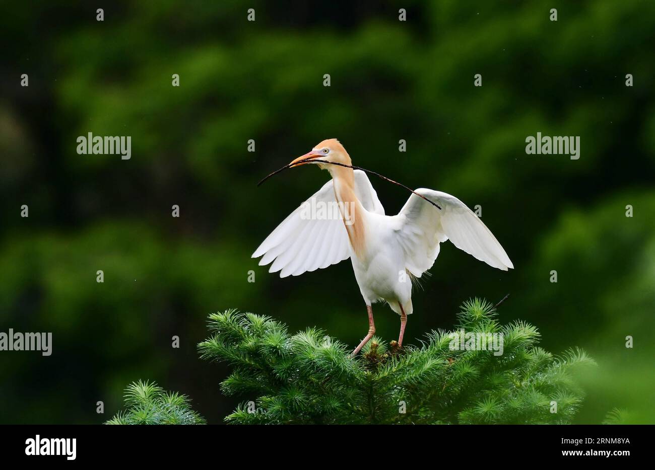 (170517) -- FUZHOU, 17. Mai 2017 -- am 16. Mai 2017 ruht Ein Viehreiher auf Zweigen im Mingxi County, südwestchinesische Provinz Fujian. )(wyo) CHINA-FUJIAN-EGRET (CN) MeixYongcun PUBLICATIONxNOTxINxCHN Fuzhou 17. Mai 2017 ein Viehegort ruht AM 16. Mai 2017 AUF Zweigen im Mingxi County im Südwesten Chinas Provinz S Fujian wyo China Fujian Egret CN PUBLICATIONxNOTxINxCHN Stockfoto