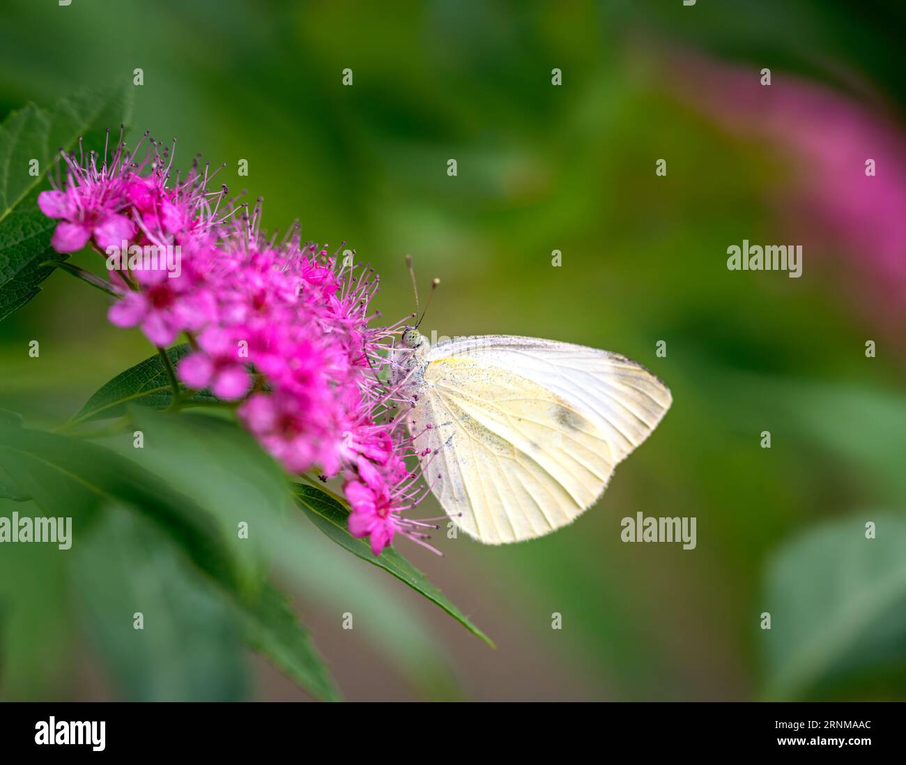 Makro eines Weißkohlfalter-Bestäubens an einer Blume Stockfoto