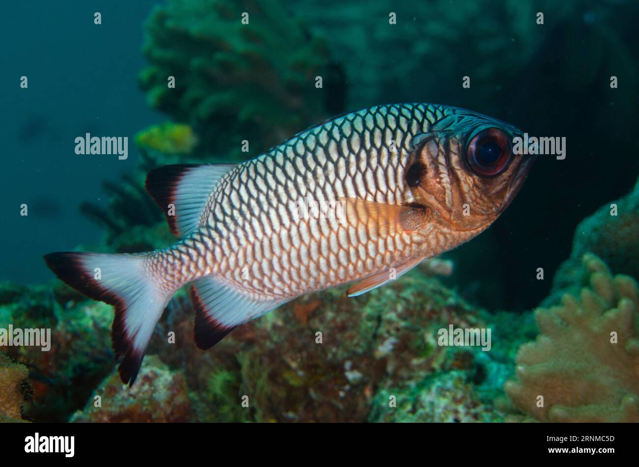 Shadowfin Soldaterfish, Myripristis adusta, Blue Magic Tauchplatz, Mioskon, Dampier Strait, Raja Ampat, West Papua, Indonesien Stockfoto