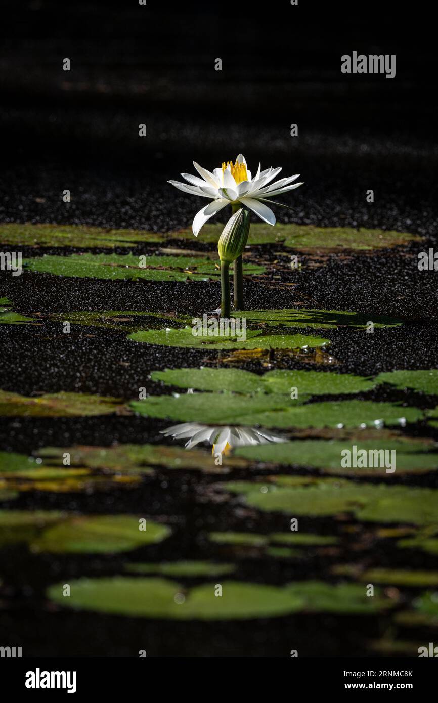 Eine weiße Seerose und Seerosenpads werden im frühen Morgenlicht gebadet, mit dunkel schattierten Ufern um den Wasserrand als Hintergrundkontrast. Stockfoto