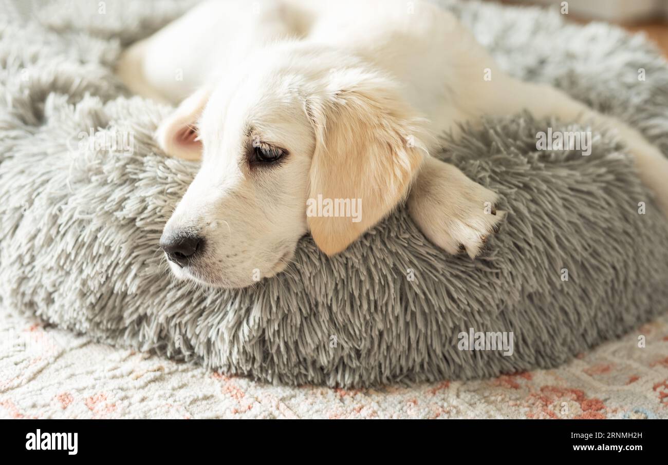 Ein Welpe eines goldenen Retriever ruht in einem Hundebett. Haustier. Stockfoto