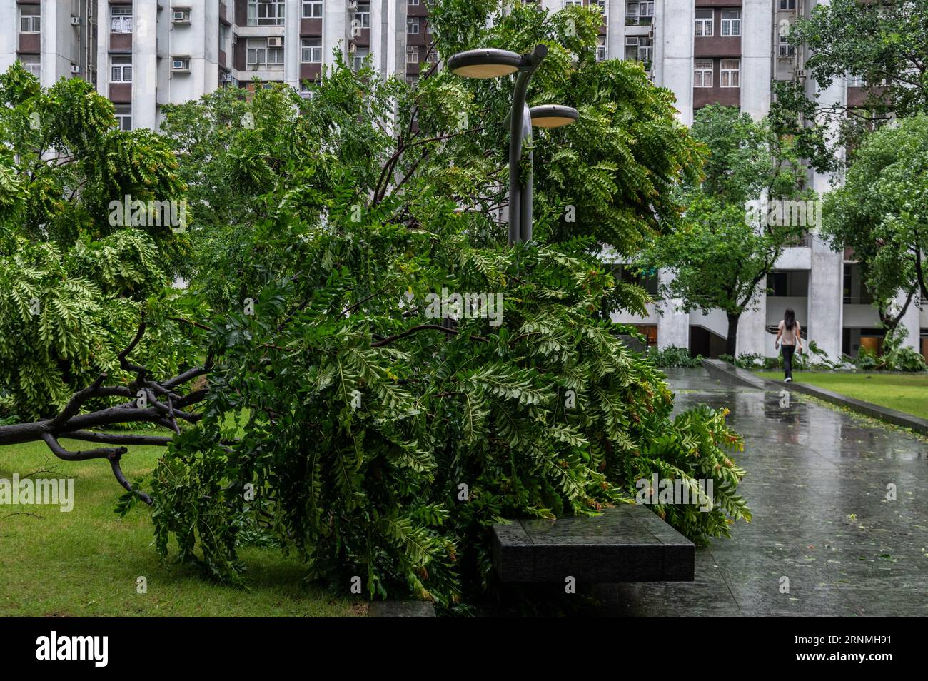 Hongkong, Hongkong. September 2023. Ein Bewohner befragt umgestürzte Bäume in Taikoo Shing, während der Taifun durch das Gebiet weht. Der Super Typhoon Saola hat Hongkong getroffen und viele umgestürzte Bäume, zerrissene Schilder und beschädigte Gebäude hinterlassen. Das Hong Kong Observatory hisste das Nummer 10 Typhoon Signal, die höchste Warnstufe, die zuletzt 2018 für den Taifun Mangkhut ausgegeben wurde. Glücklicherweise wurden nur wenige Verletzungen und keine Todesfälle verzeichnet, wobei die Aufräumarbeiten beginnen, wenn der Sturm das Gebiet verlässt. Quelle: SOPA Images Limited/Alamy Live News Stockfoto