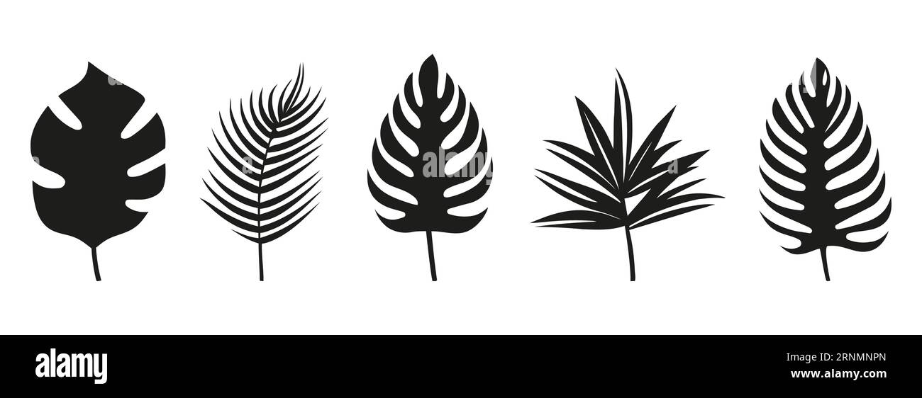 Silhouetten von Palmblättern isoliert auf weißem Hintergrund. Schwarzes Laub. Vektorillustration Stock Vektor