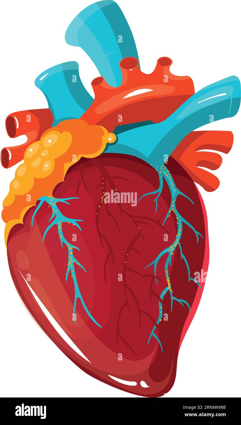 Anatomisches menschliches Herz. Medizinische Illustration. Cardio-Organ Stock Vektor