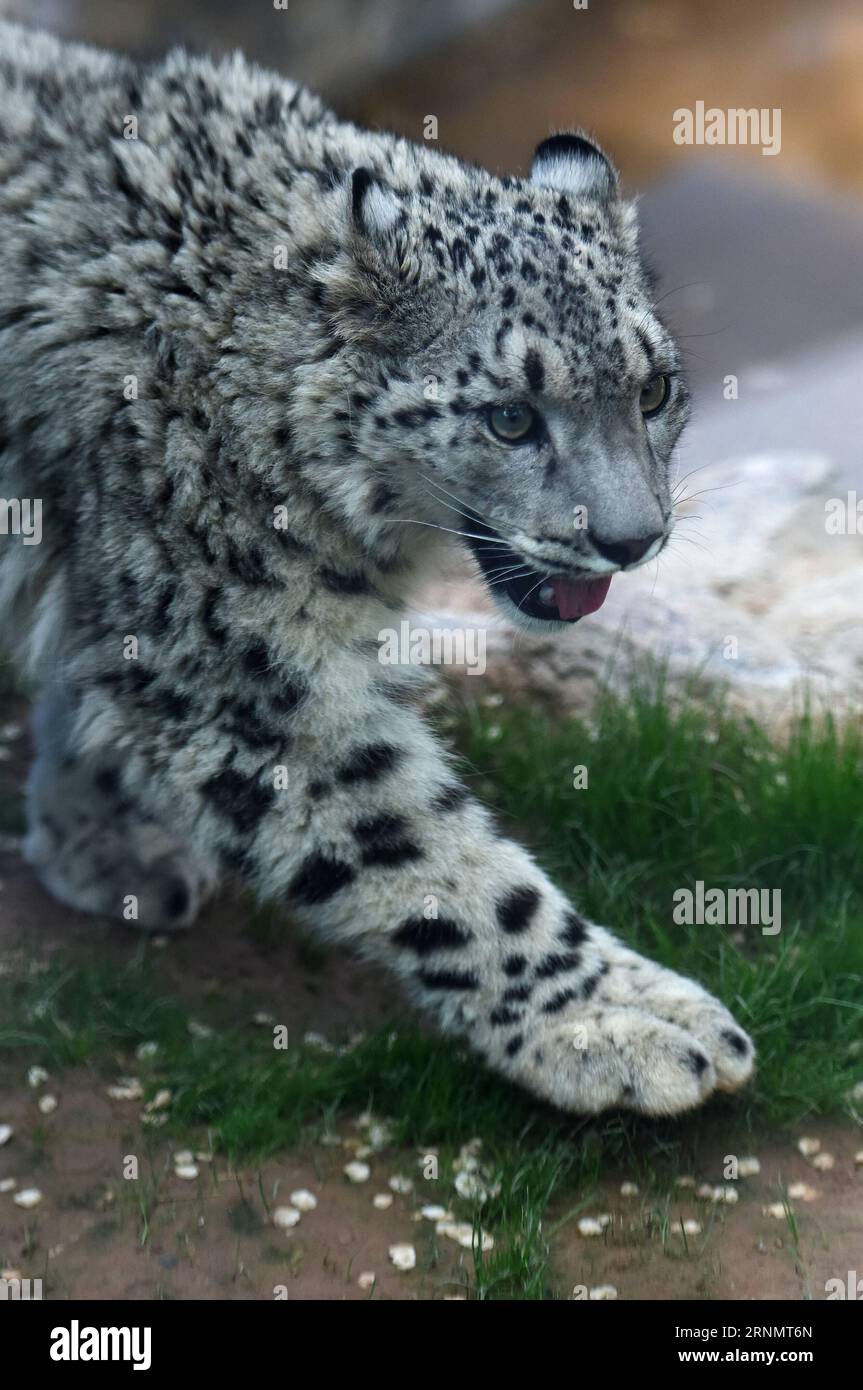(170610) -- XINING, 10. Juni 2017 -- Ein Schneeleopardenjunge spaziert im Wildtierzoo in Xining, Hauptstadt der nordwestchinesischen Provinz Qinghai, 10. Juni 2017. Das weibliche Jungtier, der einzige Schneeleopard, der in China künstlich gezüchtet wurde, wurde am Samstag ein Jahr alt. (zhs) CHINA-XINING-SNOW LEOPARD (CN) ZhangxHongxiang PUBLICATIONxNOTxINxCHN Xining 10. Juni 2017 ein SCHNEELEOPARDEN-JUNGTIER spaziert im Wildlife Zoo in Xining, der Hauptstadt des Nordwestens Chinas, S Qinghai 10. Juni 2017 das weibliche JUNGTIER wurde AM Samstag ein Jahr alt zhs China Xi Stockfoto