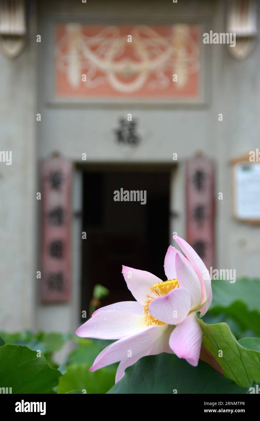 (170611) -- GUANGZHOU, 11. Juni 2017 -- Foto aufgenommen am 10. Juni 2017 zeigt Lotus an der malerischen Stelle von Diaolou im Dorf Zili, Stadt Kaiping in der südchinesischen Provinz Guangdong. Das Diaolou (Wachturmhaus) von Kaiping wurde 2007 in die Liste des Weltkulturerbes aufgenommen. (Zwx) CHINA-GUANGDONG-KAIPING-DIAOLOU (CN) XuxJianmei PUBLICATIONxNOTxINxCHN 170611 Guangzhou 11. Juni 2017 Foto aufgenommen AM 10. Juni 2017 zeigt Lotus AM malerischen Ort von Diaolou im Dorf Zili Stadt Kaiping Südchinesische Provinz S Guangdong das Diaolou Wachtturm Haus von Kaiping, was in der Liste des Welterbes von 2007 geschrieben wurde Stockfoto