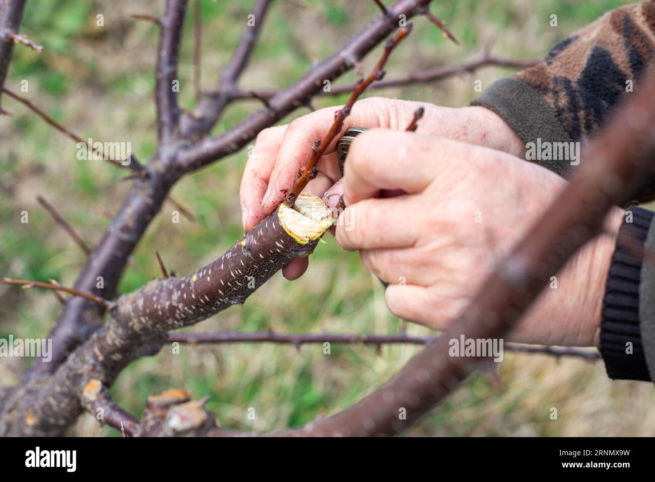 Der Gärtner veredelt einen Obstbaum. Ein Mann führt einen jungen Sprosszweig in die Stammspalte ein. Stockfoto