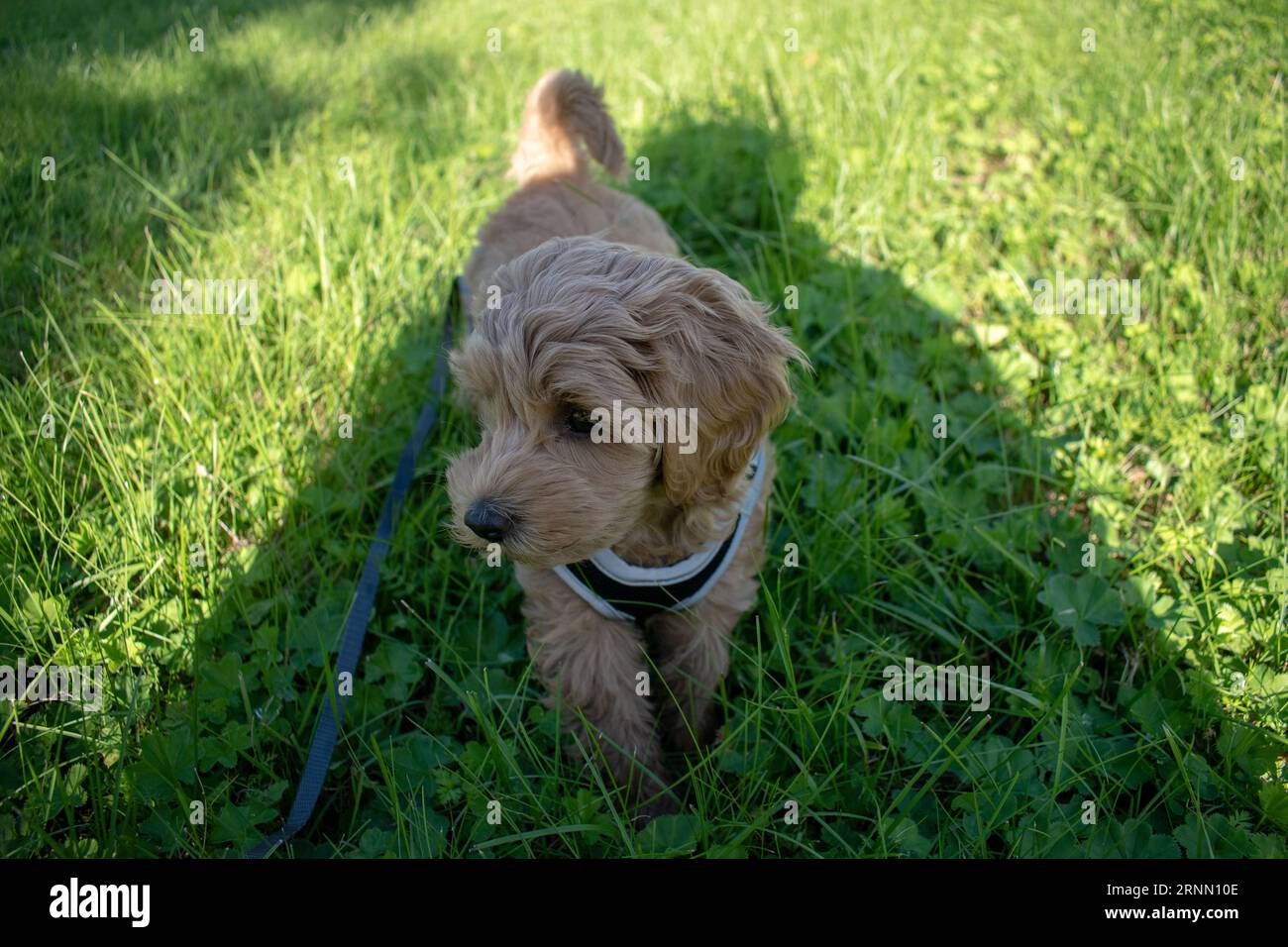 Cremefarbener australischer Labradoodle-Welpe, der draußen auf dem Gras steht und von oben nach oben schaut Stockfoto