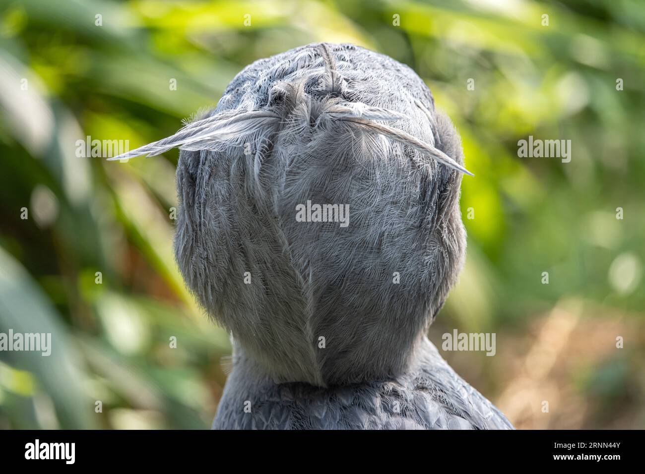 Eine Rückseite des Kopfes des Schuhs (Balaeniceps rex) Stockfoto