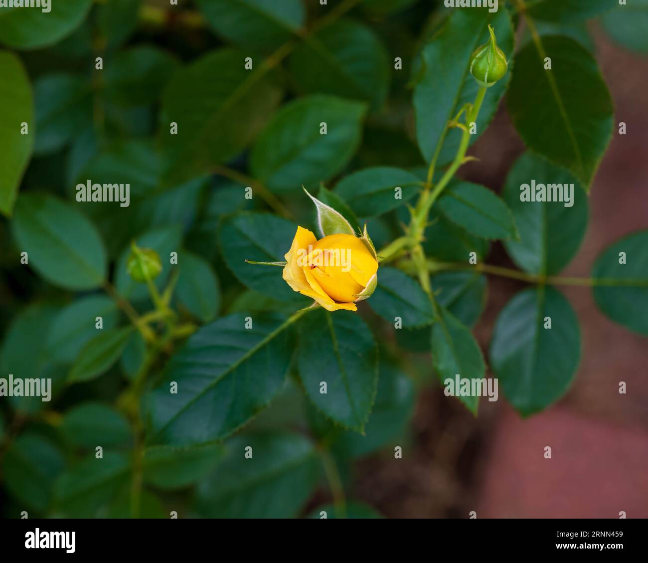 Eine Nahaufnahme einer gelben Rosenblüte am frühen Nachmittag Stockfoto