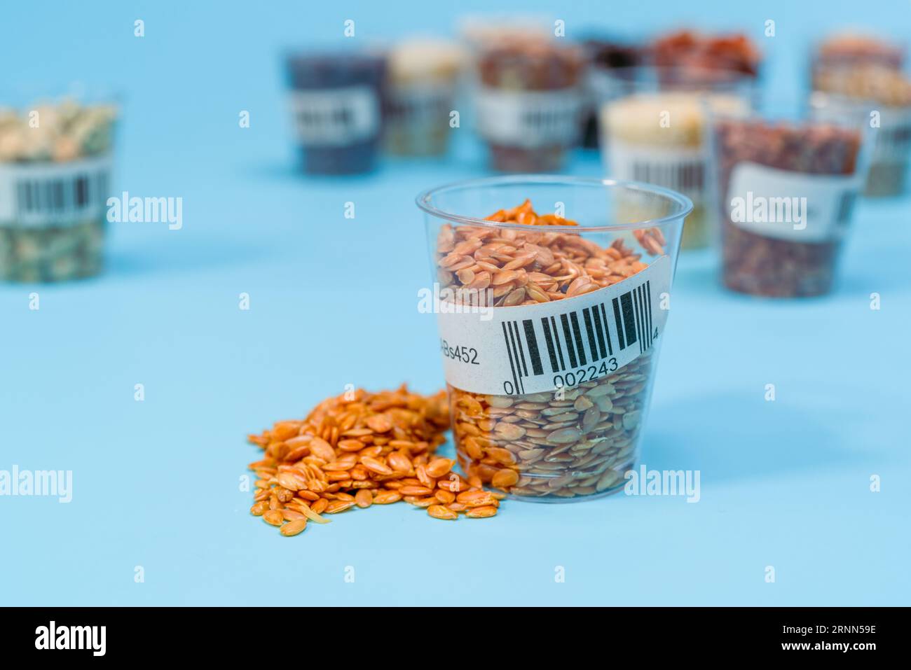 Gentechnik (GE): Einführung spezifischer Gene in Kulturen, um positive Eigenschaften wie Schädlingsresistenz oder erhöhten Nährstoffgehalt zu vermitteln. Stockfoto