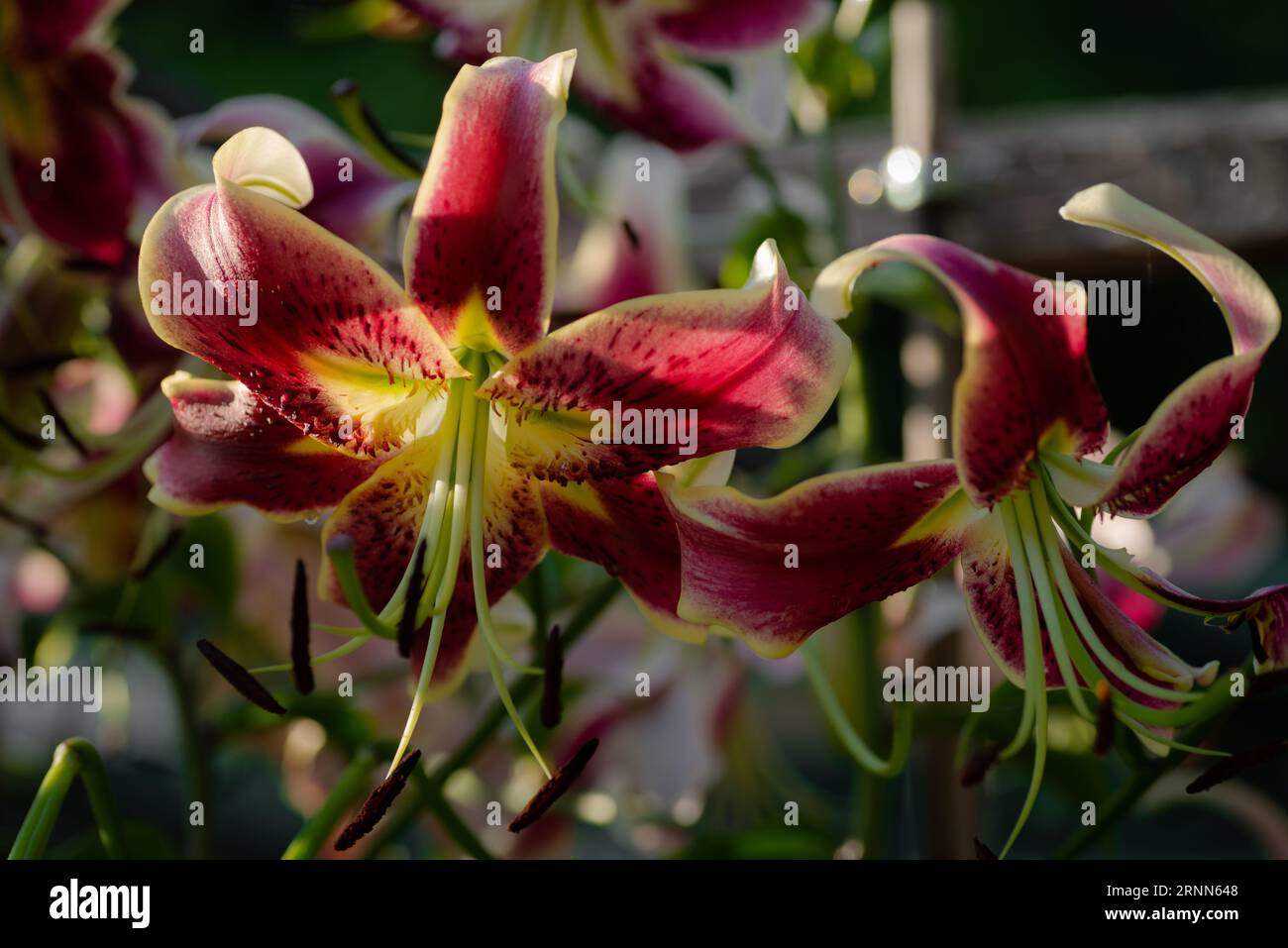 Lilium trompette Schéhérazade (jardin du ruisseau de l'église 2023) Stockfoto