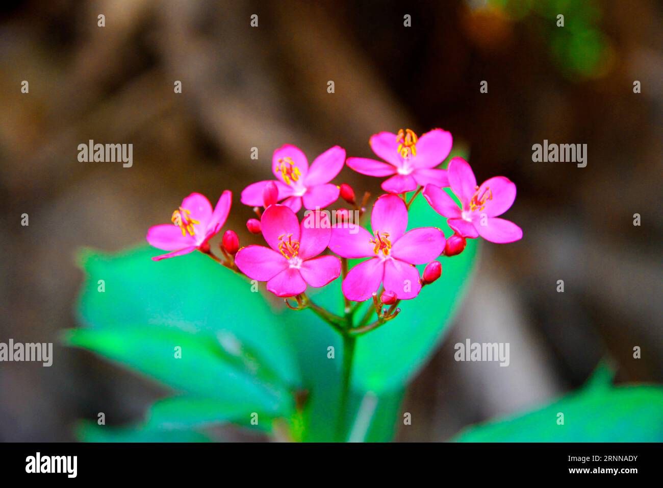 Exotische rosa Blume blühen auf dem Zweig von Bush Stockfoto