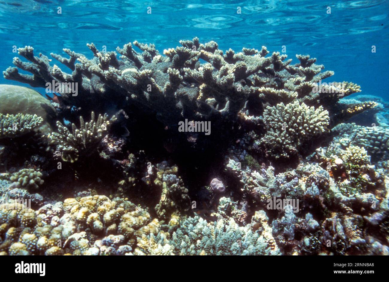 Eine große Kolonie aus Steinkorallen (Acropora florida) im Flachwasser auf der Insel Kurumba, den Malediven. Stockfoto