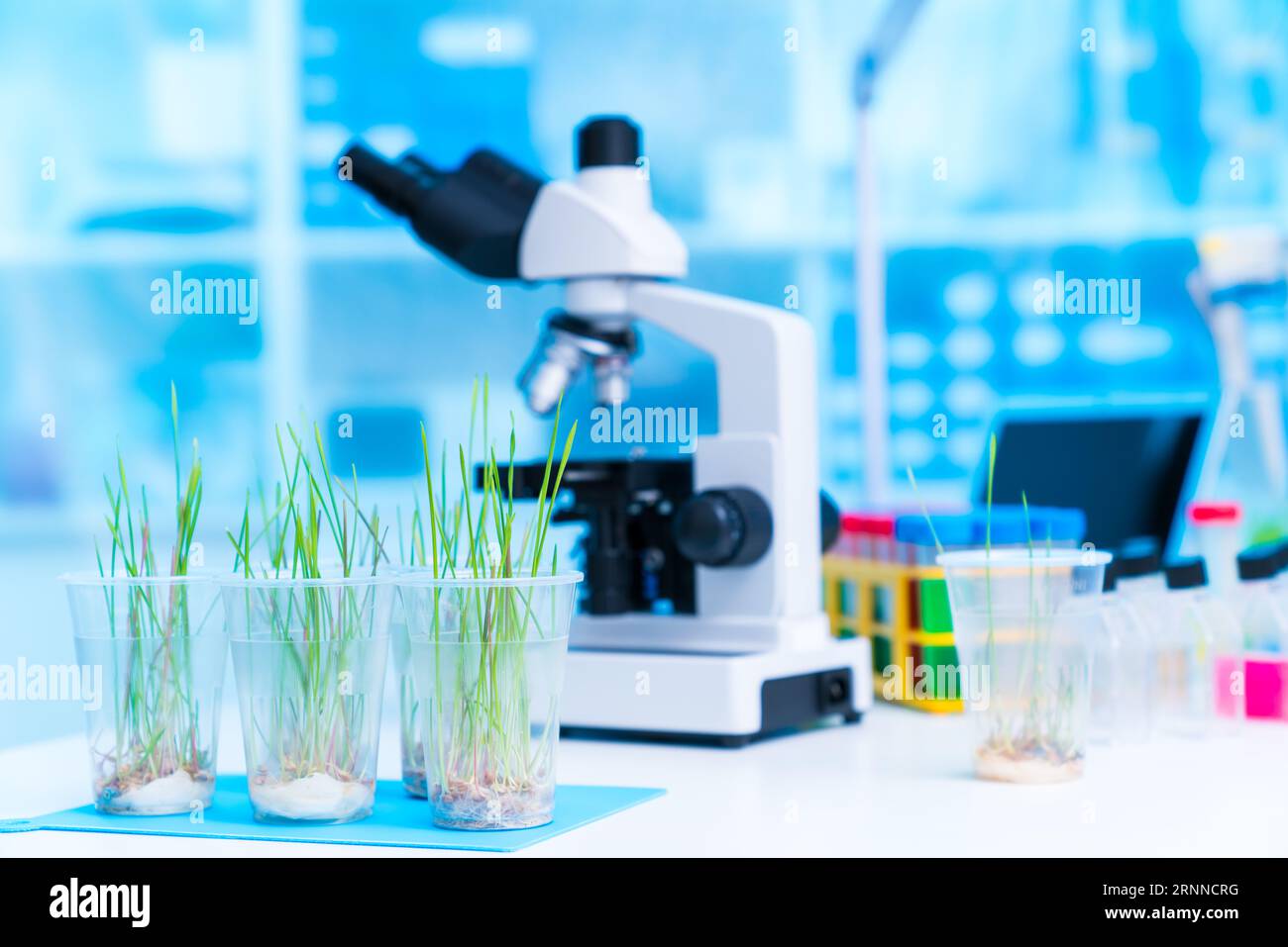 Untersuchung der Rolle von Mykorrhizapilzen bei der Verbesserung der Nährstoffaufnahme: Dieses Experiment konzentriert sich auf die Untersuchung der symbiotischen Beziehung von Pflanzen mit Stockfoto