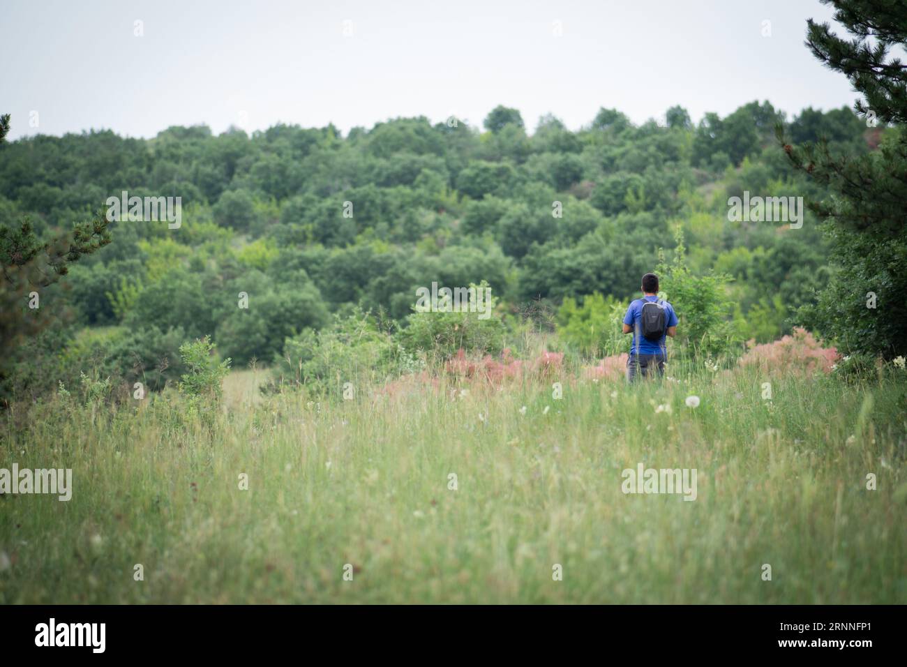 Landschaftsfoto eines jungen Mannes mit Rucksack, der allein in einem Wald steht, hohes Gras um ihn herum, wunderschöne Bäume im Hintergrund Stockfoto