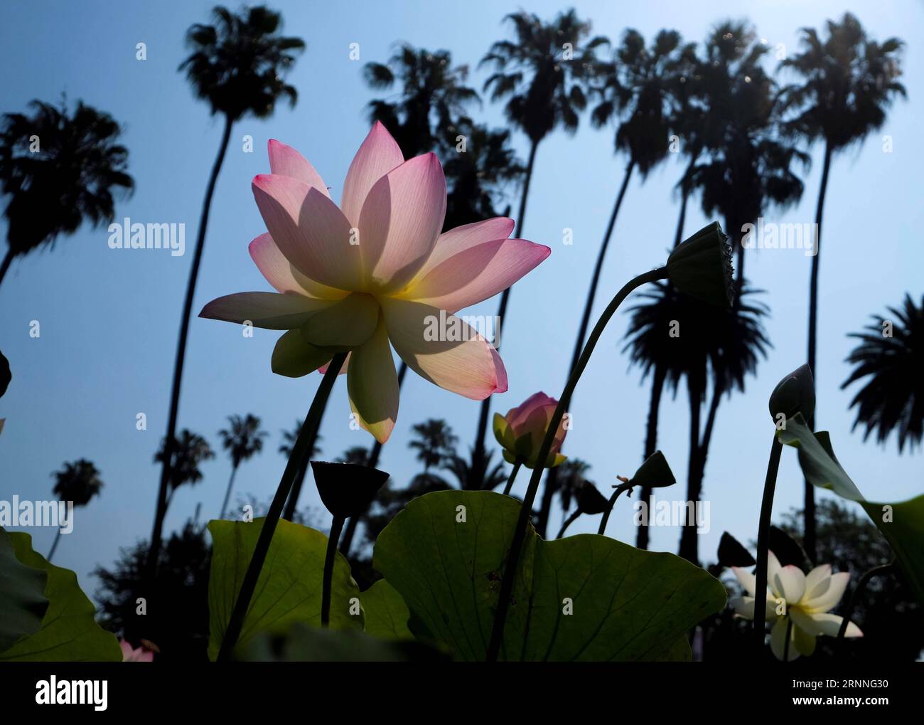 (170713) -- LOS ANGELES, 13. Juli 2017 -- Eine Lotusblüte blüht im Echo Park in Los Angeles, USA, 12. Juli 2017. Das Lotus Festival findet vom 15. Bis 16. Juli im Echo Park statt. Die zweitägige Feier mit Kunstwerken, köstlichen Speisen aus China und anderen asiatischen und pazifischen Ländern zielt darauf ab, die Bewohner zusammenzubringen, unterschiedliche asiatische Kulturen zu teilen und zu fördern. ) (Zjy) U.S.-LOS ANGELES-LOTUS ZhaoxHanrong PUBLICATIONxNOTxINxCHN 170713 Los Angeles 13. Juli 2017 A Lotus Flower Blossoms AT Echo Park in Los Angeles die Vereinigten Staaten 12. Juli 2017 das jährliche Lotus Festival wird B Stockfoto