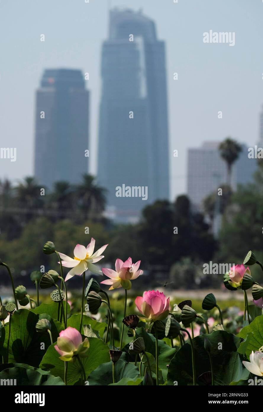 (170713) -- LOS ANGELES, 13. Juli 2017 -- Lotusblumen blühen im Echo Park in Los Angeles, USA, 12. Juli 2017. Das Lotus Festival findet vom 15. Bis 16. Juli im Echo Park statt. Die zweitägige Feier mit Kunstwerken, köstlichen Speisen aus China und anderen asiatischen und pazifischen Ländern zielt darauf ab, die Bewohner zusammenzubringen, unterschiedliche asiatische Kulturen zu teilen und zu fördern. ) (Zjy) U.S.-LOS ANGELES-LOTUS ZhaoxHanrong PUBLICATIONxNOTxINxCHN 170713 Los Angeles 13. Juli 2017 Lotus Flowers Blossom AT Echo Park in Los Angeles die Vereinigten Staaten 12. Juli 2017 das jährliche Lotus Festival wird He sein Stockfoto