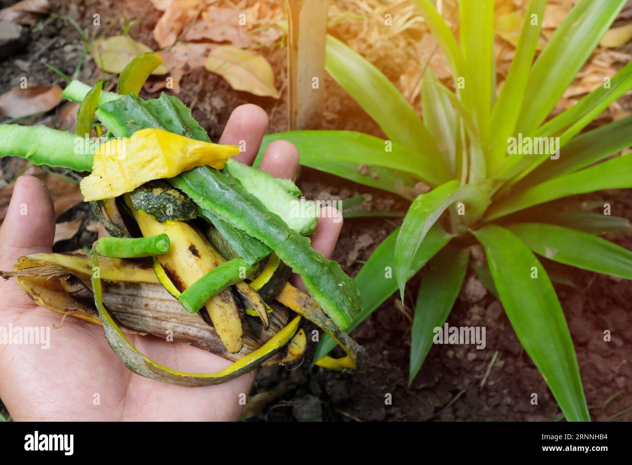 Küchenabfälle als Dünger in der Hand auf einem Ananasgarten. Wählen Sie das Konzept für den ökologischen Gartenbau. Stockfoto
