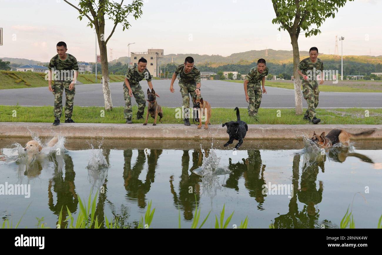 (170719) -- CHONGQING, 19. Juli 2017 -- Polizeihunde werden zu einem Pool geführt, um sich in der südwestchinesischen Gemeinde Chongqing am 19. Juli 2017 abzukühlen. Trainer verwenden verschiedene Methoden, um die Hitze für Polizeihunde in Chongqing zu besiegen. ) (zx) CHINA-CHONGQING-HEAT-POLICE DOG (CN) CaoxFeng PUBLICATIONxNOTxINxCHN CHONGQING 19. Juli 2017 Polizeihunde werden zu einem Pool geführt, um sich im Südwesten Chinas abzukühlen S Chongqing Gemeinde 19. Juli 2017 Trainer verwenden verschiedene Methoden, um die Hitze für Polizeihunde in Chongqing ZX China Chongqing Heat Police Dog CaCN zu besiegen PUBLICATIONxNOTxINxCHN Stockfoto