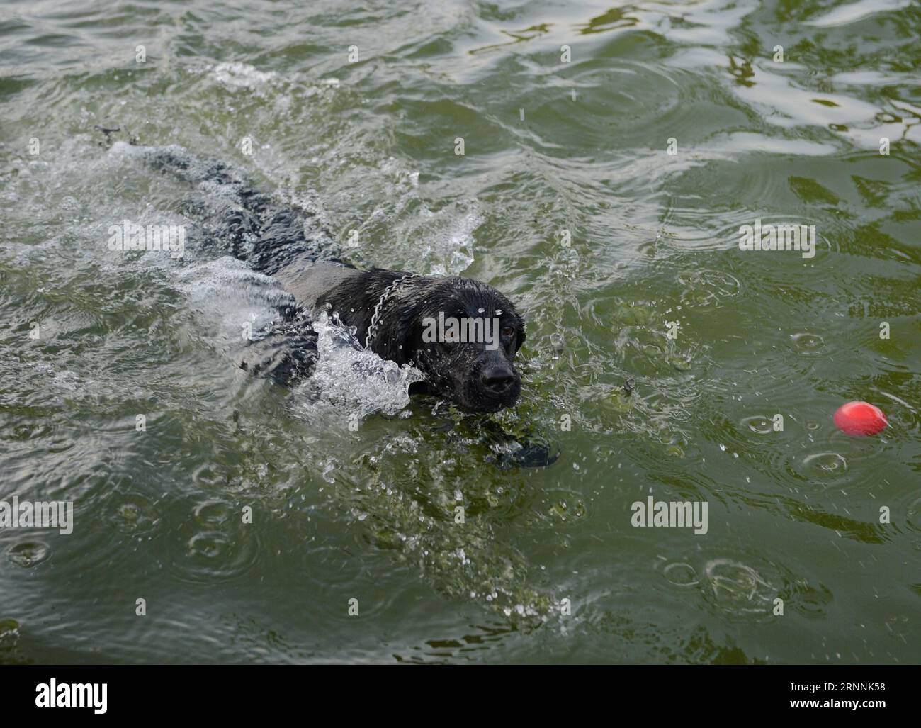 (170719) -- CHONGQING, 19. Juli 2017 -- Ein Polizeihund spielt im Pool, um sich in der südwestchinesischen Gemeinde Chongqing am 19. Juli 2017 abzukühlen. Trainer verwenden verschiedene Methoden, um die Hitze für Polizeihunde in Chongqing zu besiegen. ) (zx) CHINA-CHONGQING-HEAT-POLICE DOG (CN) CaoxFeng PUBLICATIONxNOTxINxCHN CHONGQING 19. Juli 2017 ein Polizeihund SPIELT im Pool, um sich im Südwesten Chinas abzukühlen S Chongqing Gemeinde 19. Juli 2017 Trainer verwenden verschiedene Methoden, um die Hitze für Polizeihunde in Chongqing ZX China Chongqing Heat Police Dog CaCN zu besiegen PUBLICATIONxNOTxINxCHN Stockfoto