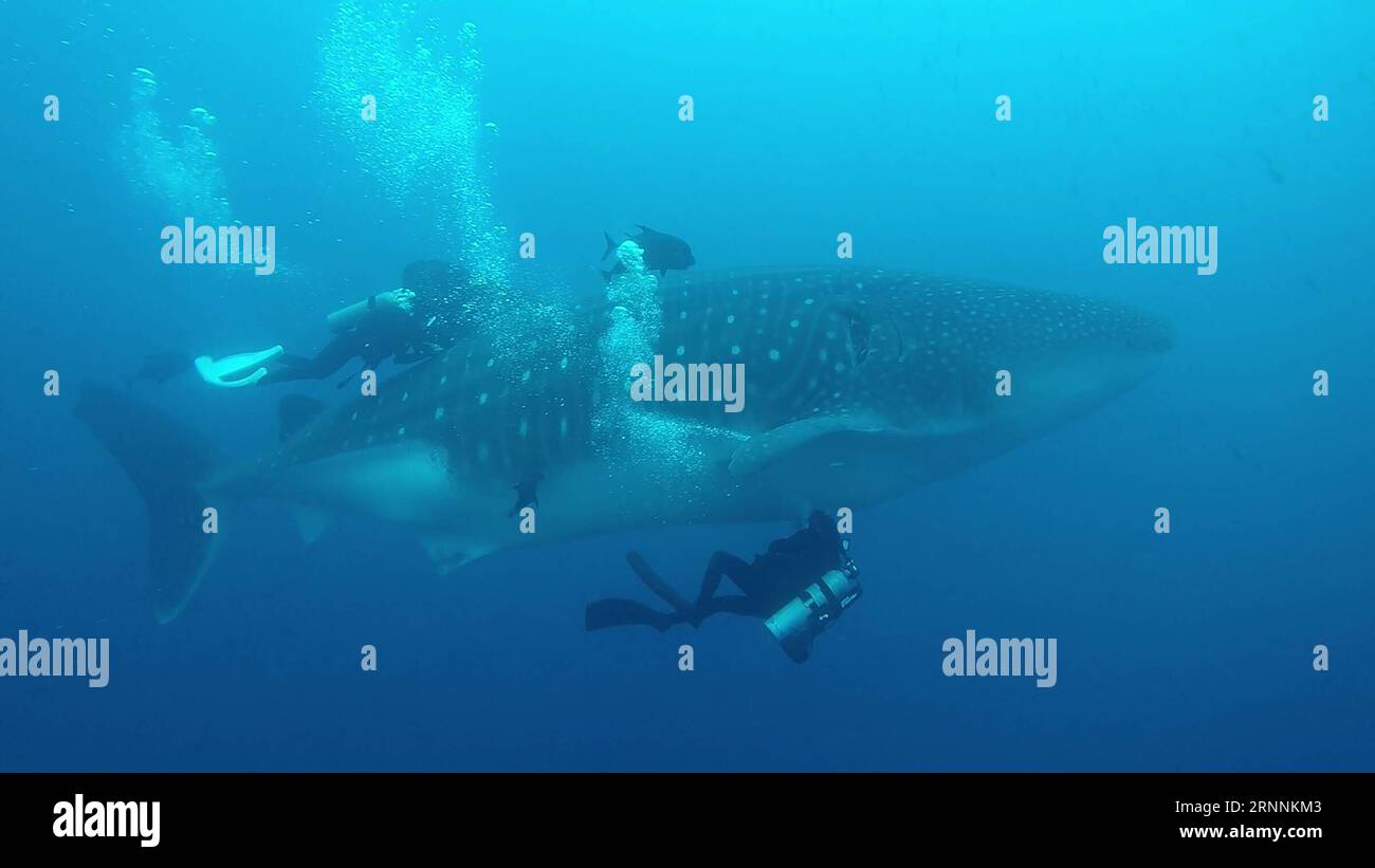 (170720) -- DARWIN ISLAND, 20. Juli 2017 -- das Bild, das am 14. Juli 2017 von der Verwaltung des Galapagos-Nationalparks aufgenommen wurde (), zeigt ein technisches Team, das während einer Studie, die auf Darwin Island, einem Teil der Galapagos-Inseln, Ecuador, durchgeführt wurde, Ultraschall und Probenahmen für Labortests an einem Walhai durchführt. ) (fnc) (ce) (jmmn) KEIN ARCHIV-NICHT ZUM VERKAUF VERPFLICHTENDE GUTSCHRIFT NUR FÜR REDAKTIONELLE ZWECKE ECUADOR-DARWIN INSEL-UMWELT-FAUNA DPNG PUBLICATIONxNOTxINxCHN Darwin Island 20. Juli 2017 Bild aufgenommen AM 14. Juli 2017 von der Verwaltung des Galapagos-Nationalparks ZUR Verfügung gestellt zeigt eine durchgehende Stockfoto