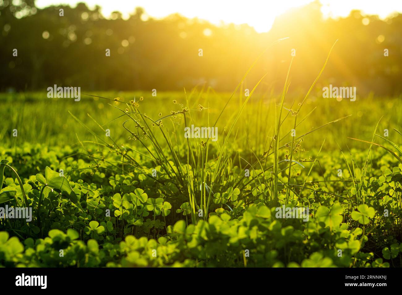 Die Sonnenstrahlen des morgens auf dem winzigen grünen Gras sind ein wunderschöner Anblick, der das Leben erweckt Stockfoto