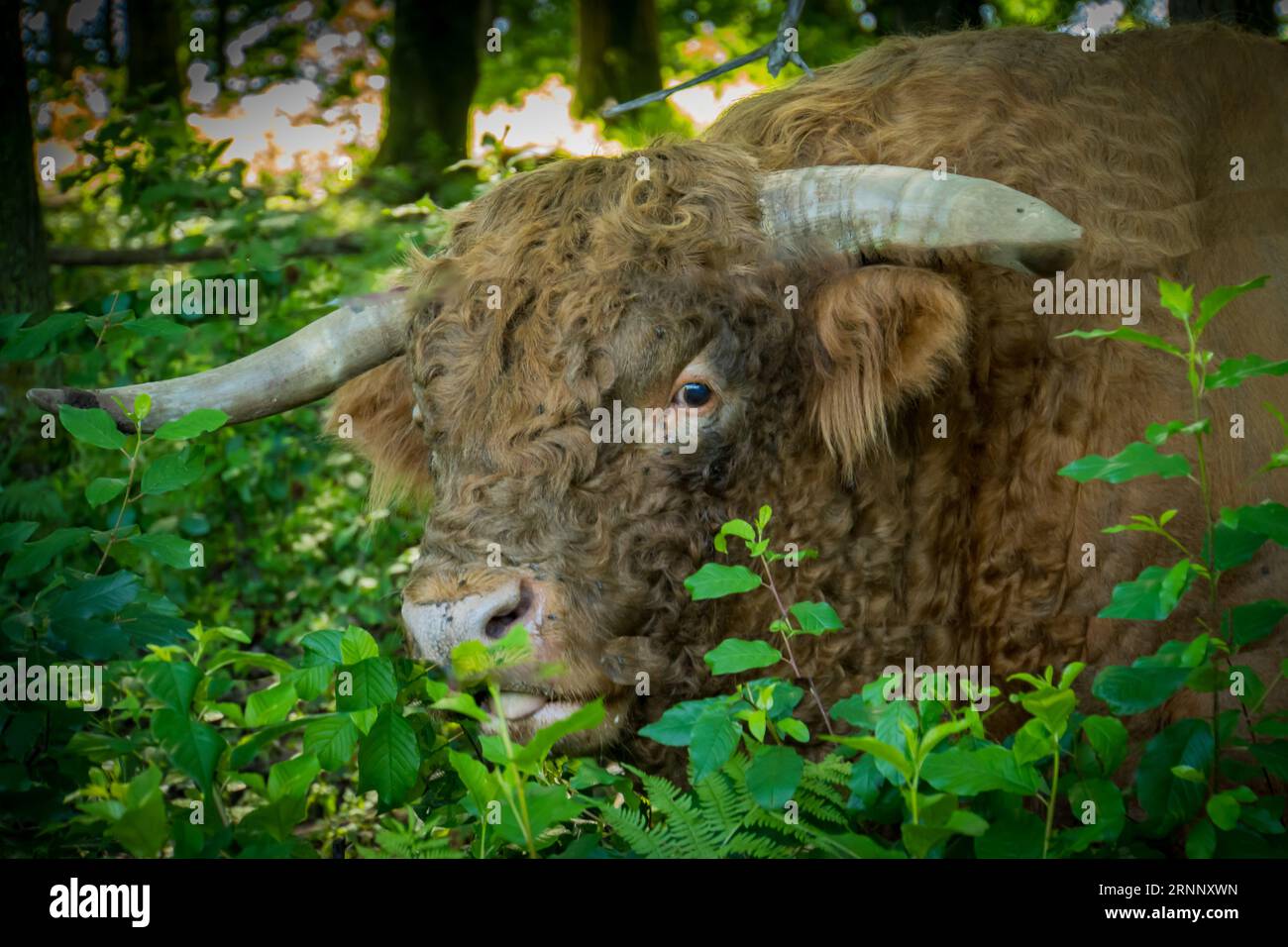 Hochland-rustikale Rasse schottischer Rinder mit langen Hörnern und zotteligen Wollhaaren Stockfoto
