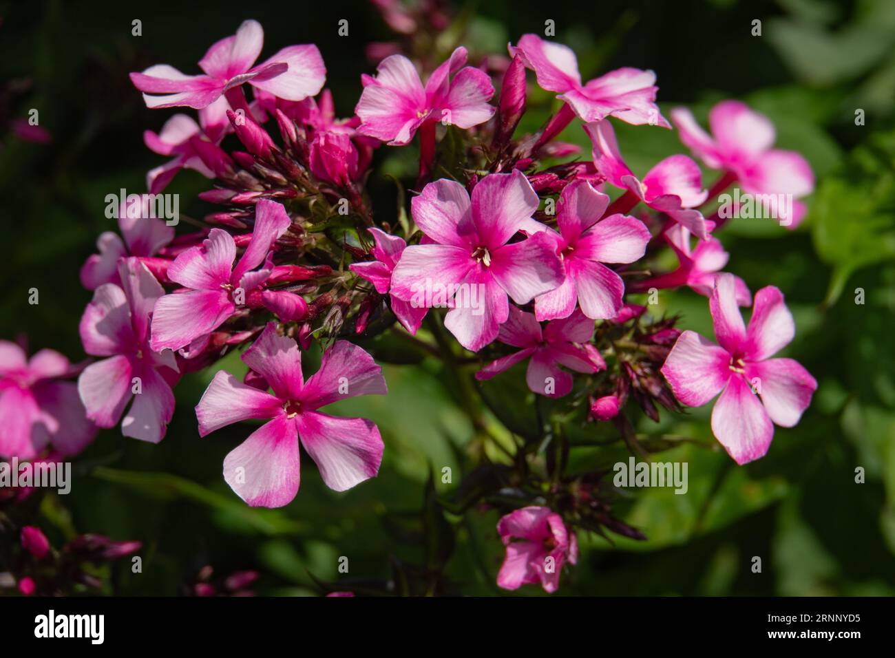 Phlox-Blütengruppe mit hellrosa Blütenblättern und dunkelrosa Zentren namens „Miss Ellie“ Stockfoto