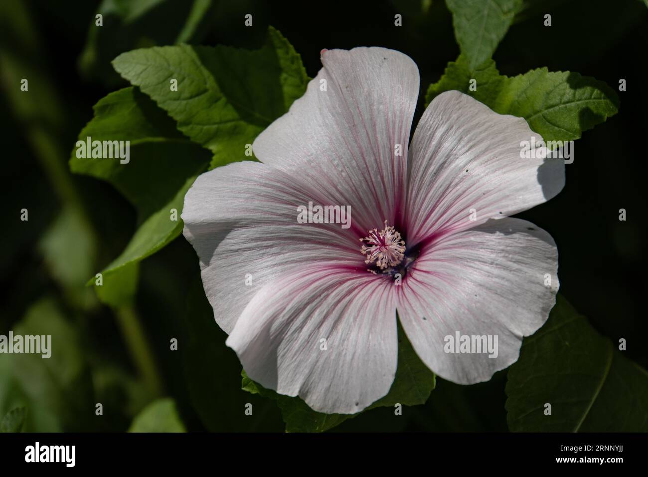 Rose Mallow Hibiscus hellrosa Blume Stockfoto
