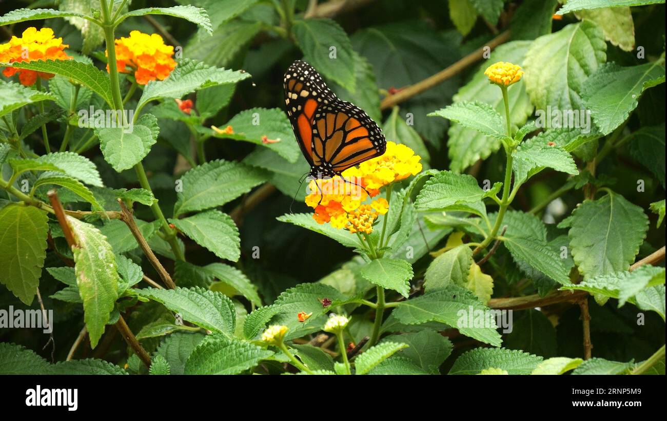 Monarch Butterfly. danaus plexippus, Schmetterling steht auf Blume Stockfoto