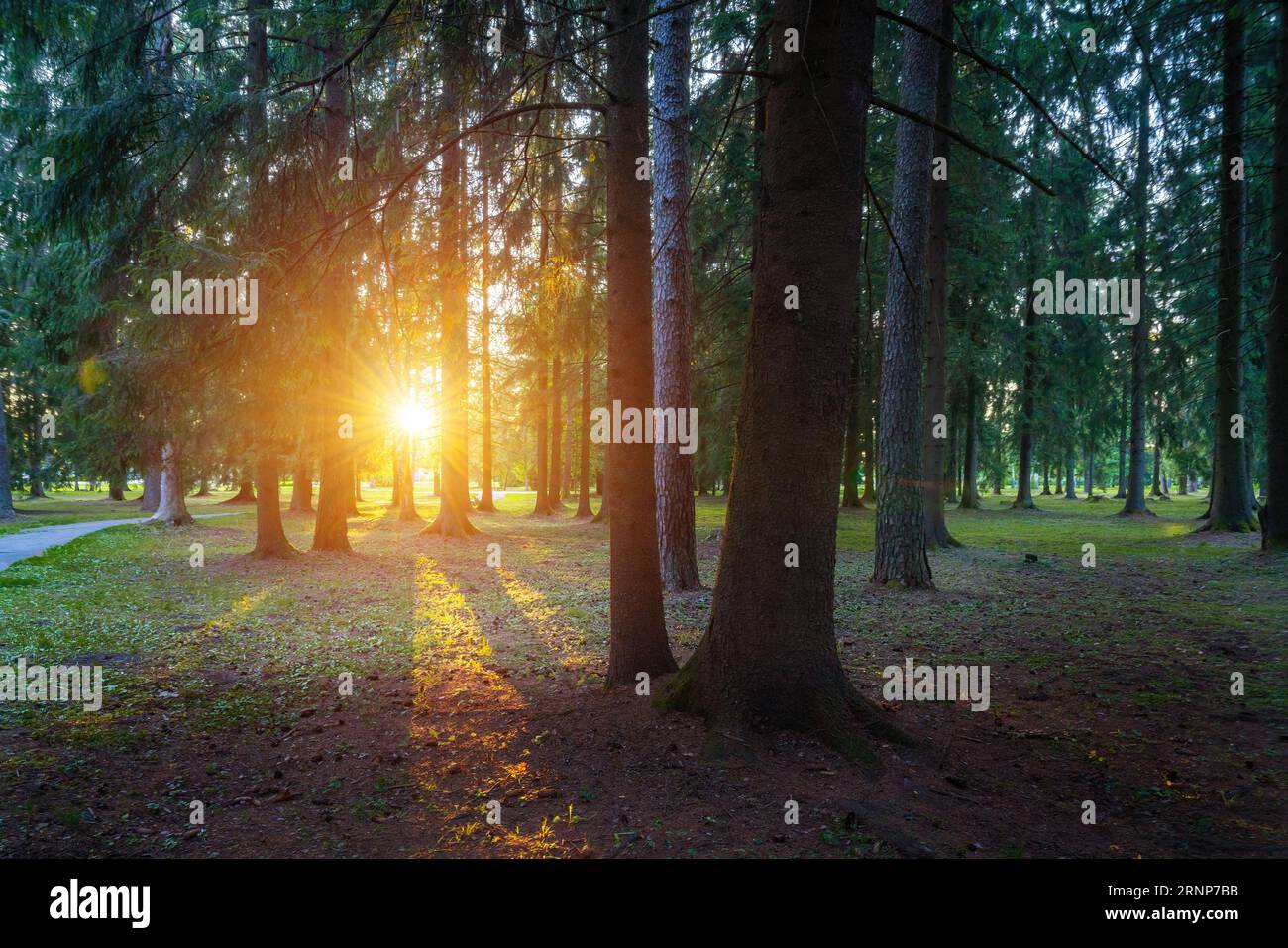 Sonne scheint durch die Bäume Stockfoto