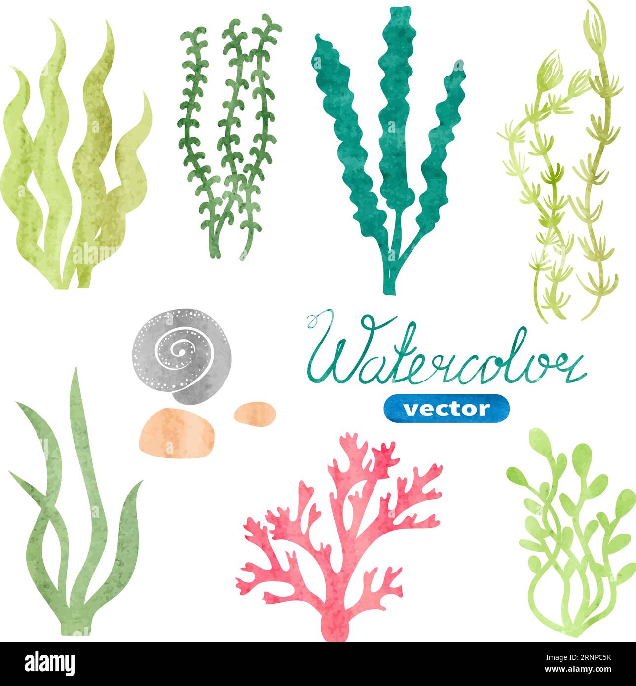 Set von Wasserfarben Algen, Korallen und Steinen isoliert auf weißem Hintergrund. Unterwasseraquarell Algenset. Aquarium Pflanzensammlung Stock Vektor