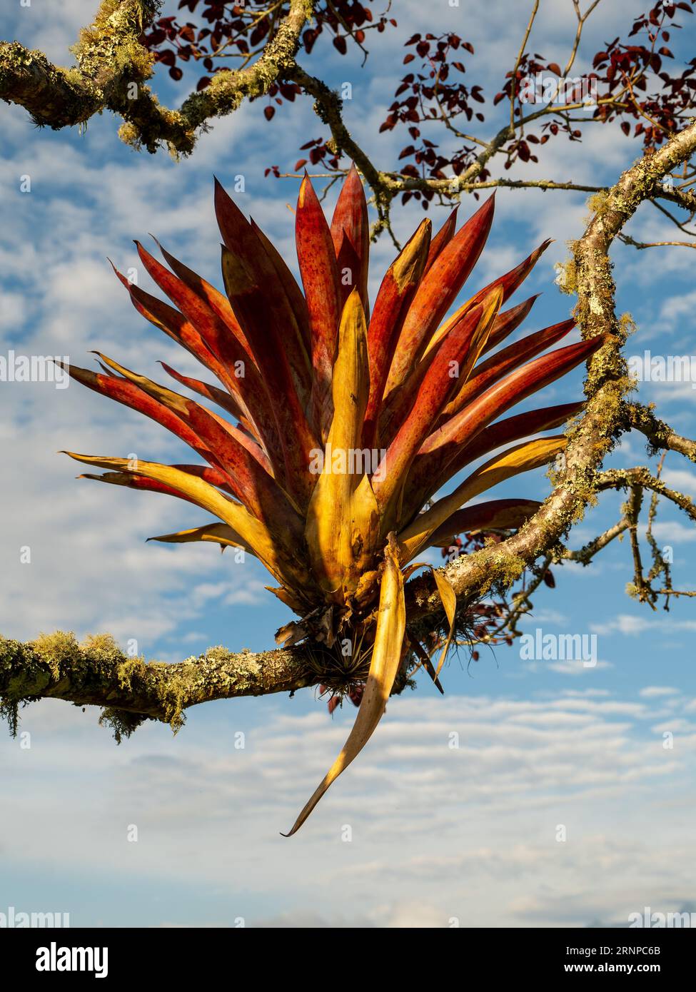 Bromelienbaum (Aechmea fasciata) eine Art blühender Pflanze in der Familie der Bromeliaceae, auch Silbervase oder Urnenpflanze genannt Stockfoto